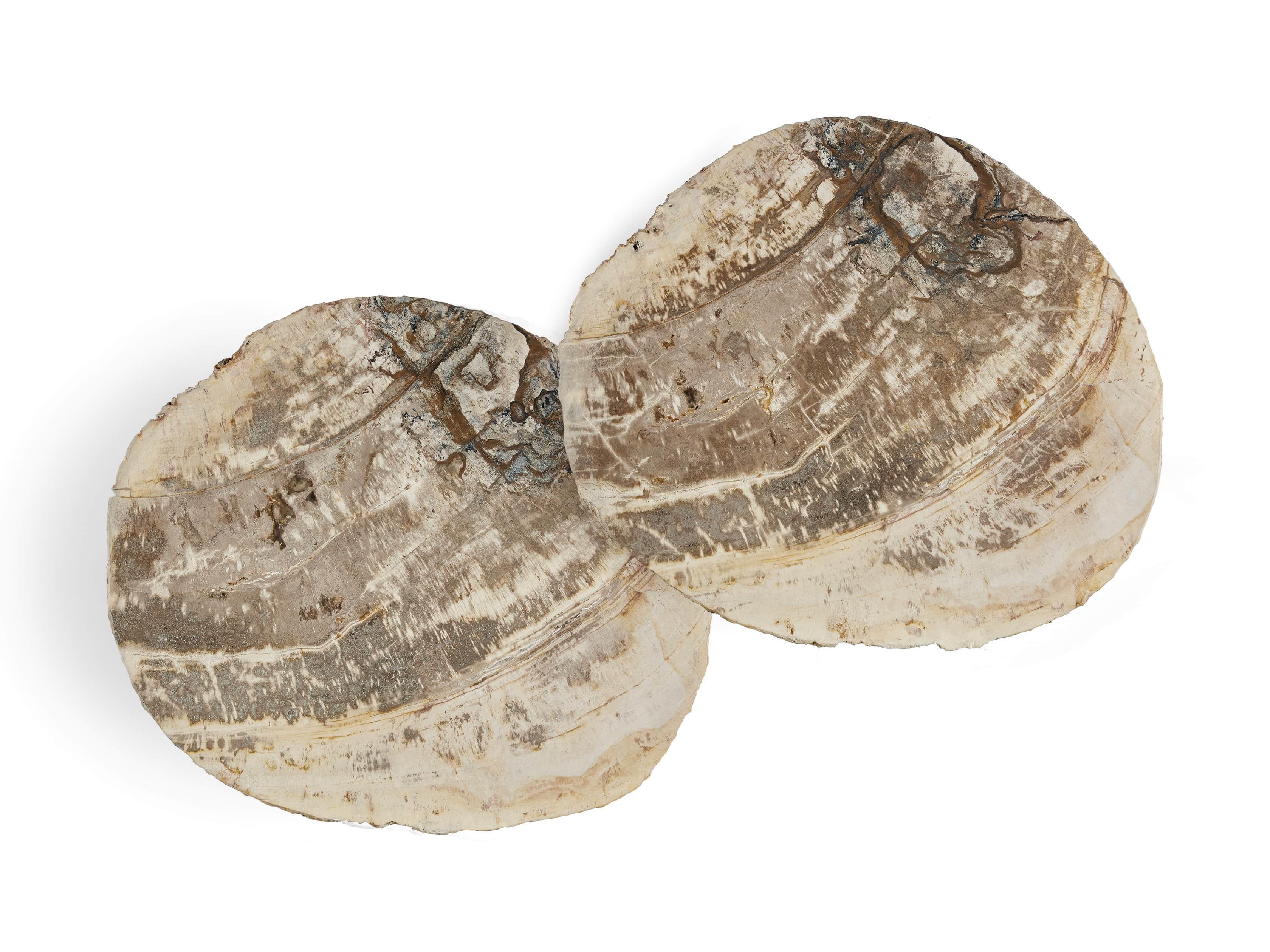 Mangata Petrified Wood Table Duo with 16" and 18" Bases, slide 3 of 5