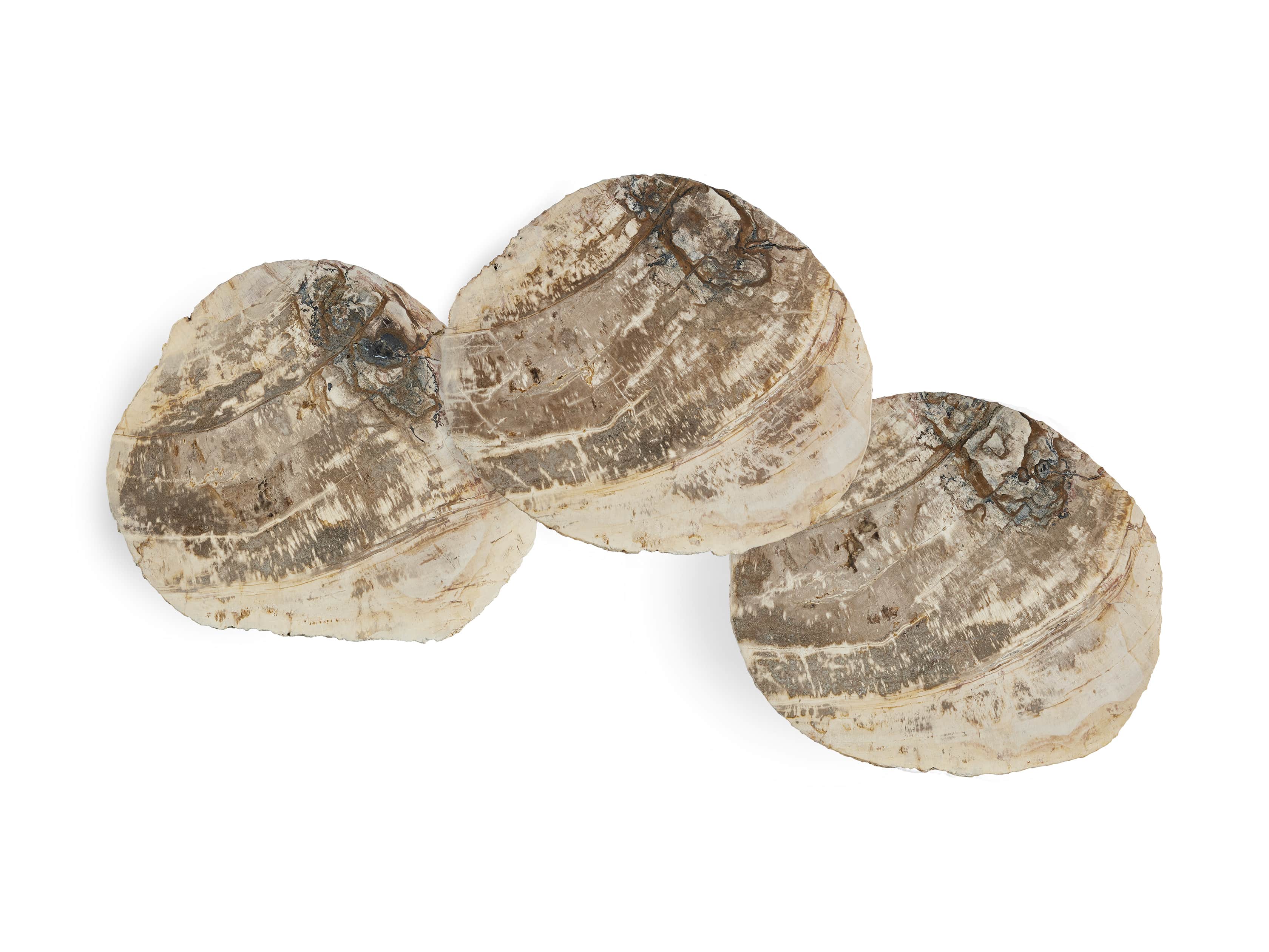Mangata Petrified Wood Table Trio with 14", 16", and 18" Bases