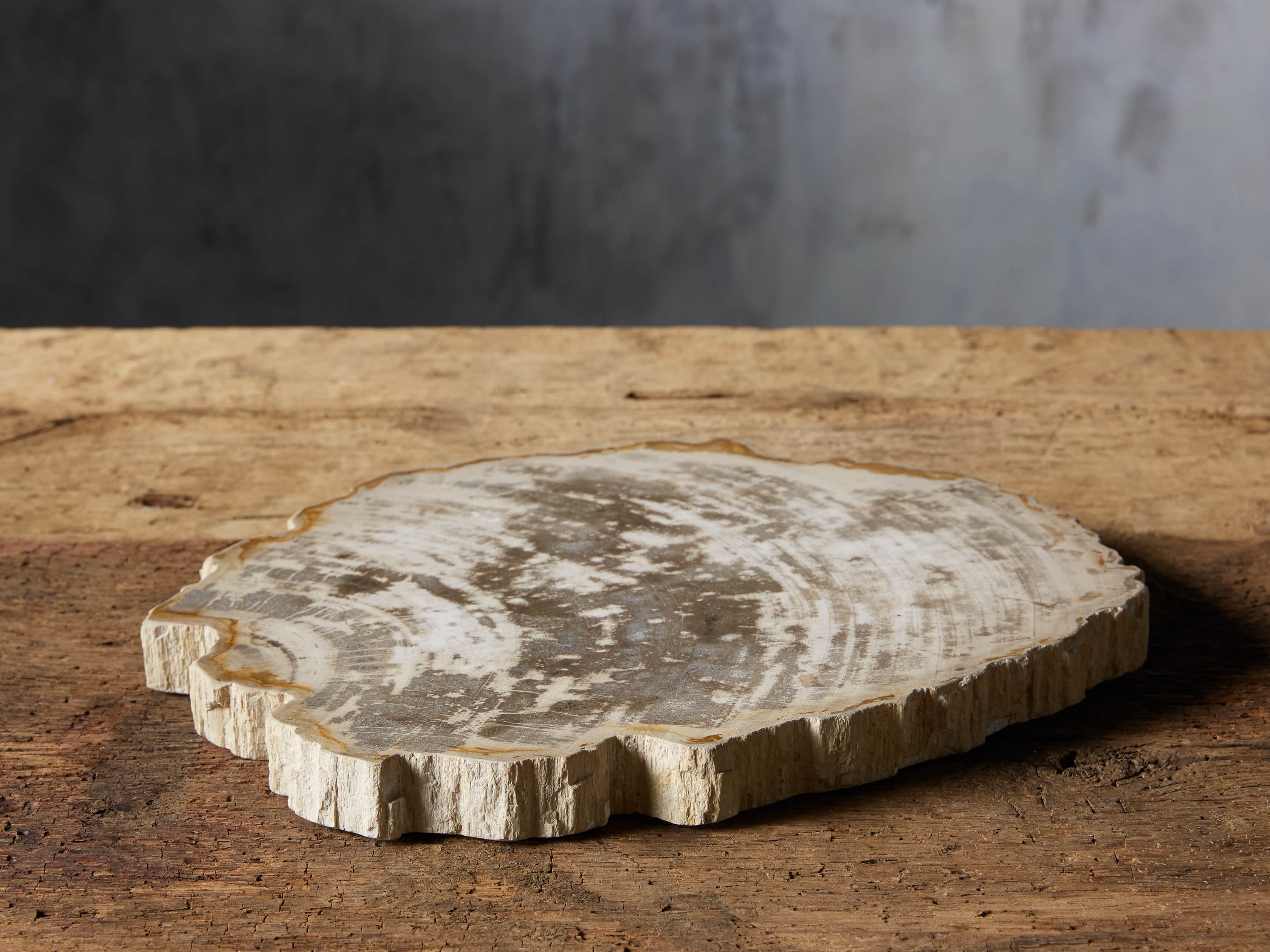 Petrified Wood Slab, slide 1 of 5