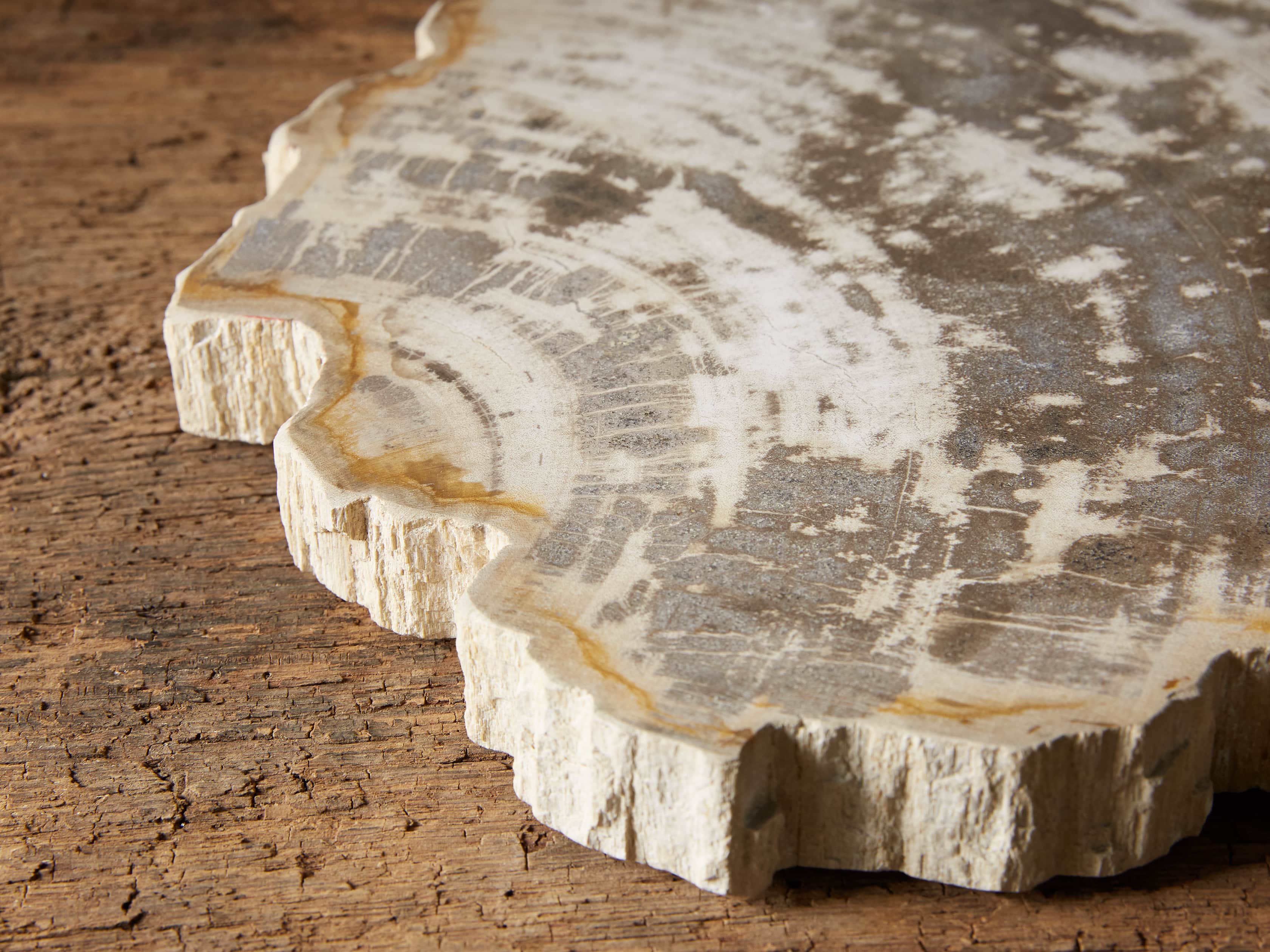 Petrified Wood Slab, slide 2 of 5