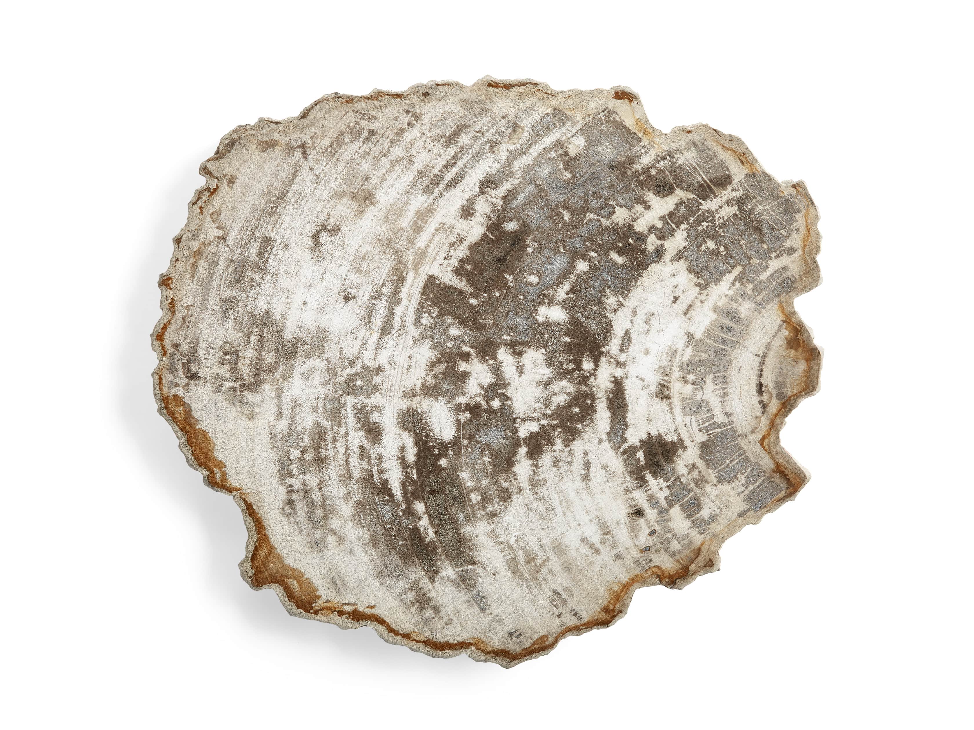 Petrified Wood Slab, slide 4 of 5