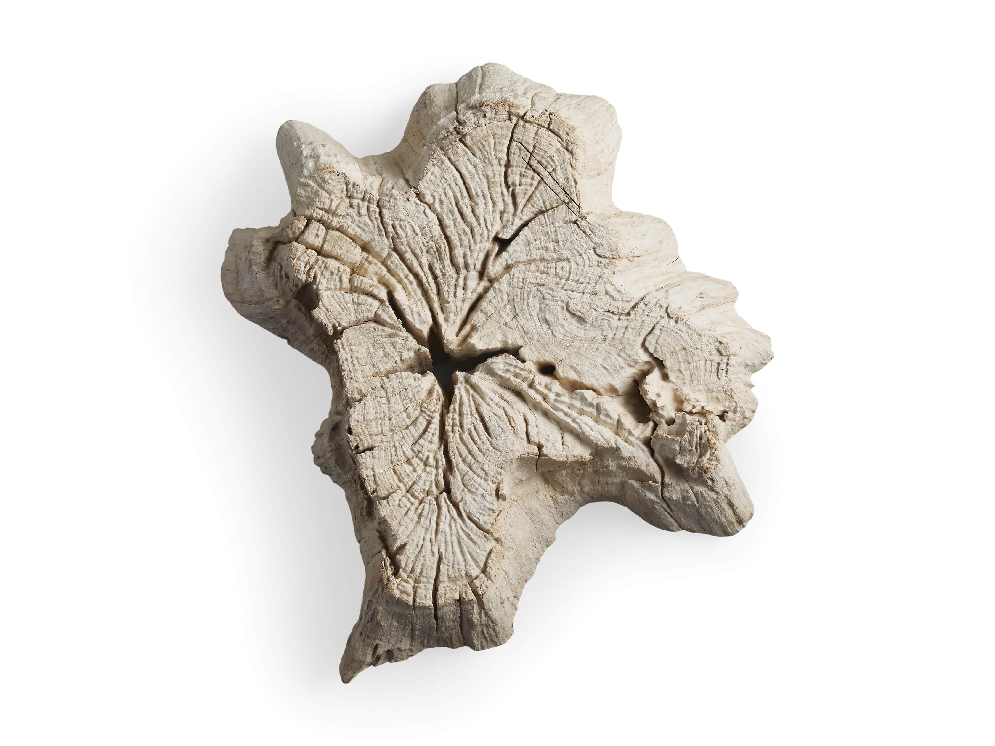 Small Teak Root Wall Decor, slide 4 of 4