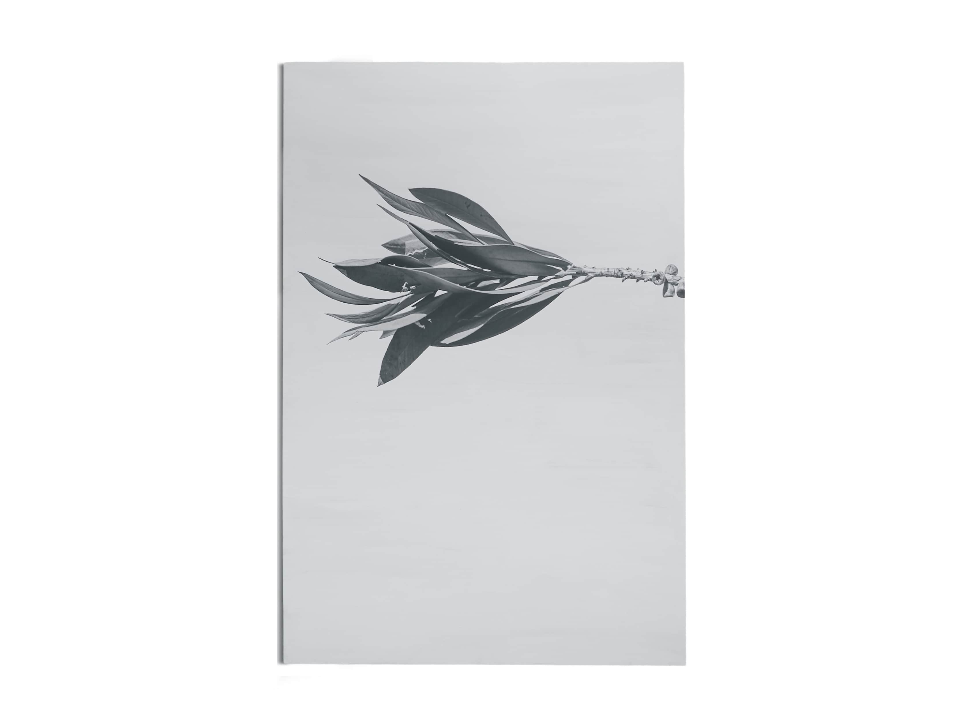 Large Dried Plant Fresco Print, slide 5 of 7
