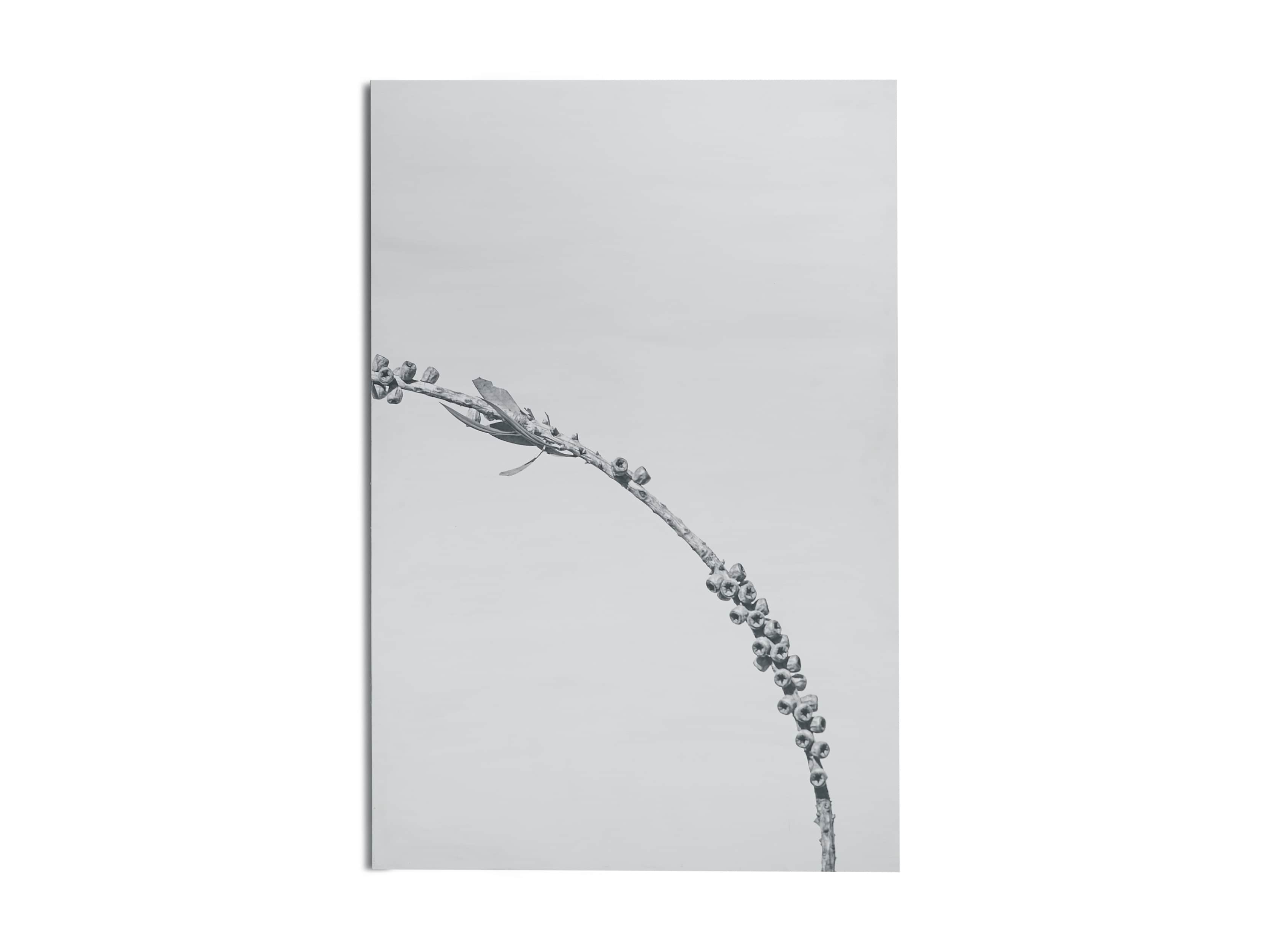 Large Dried Plant Fresco Print, slide 6 of 7