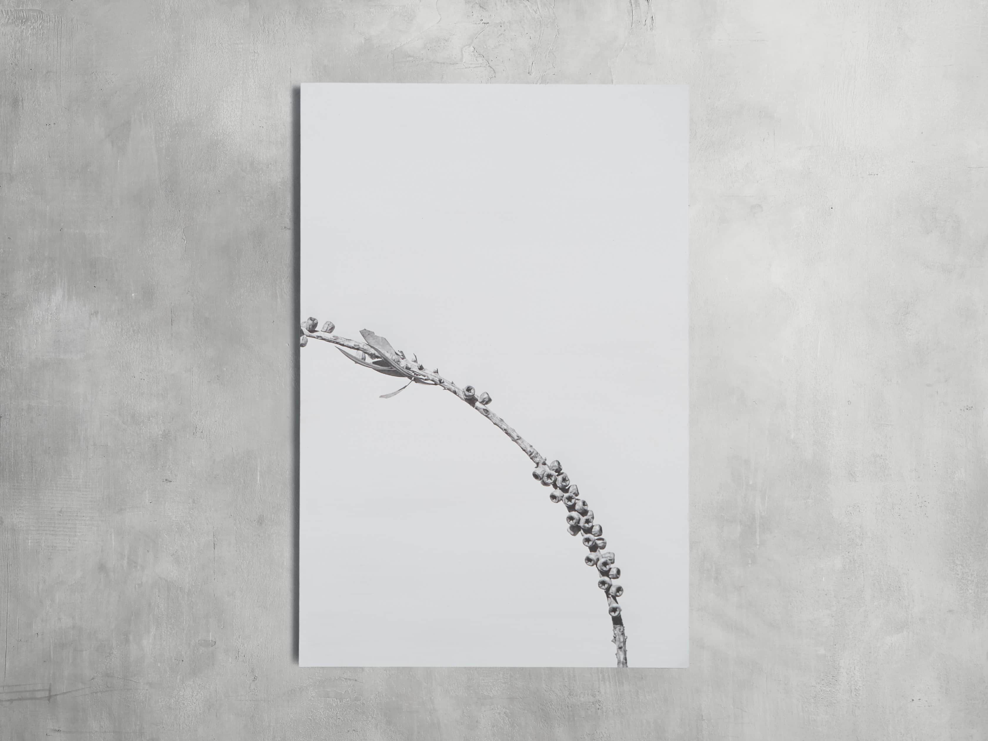 Small Dried Plant Fresco Print, slide 4 of 6