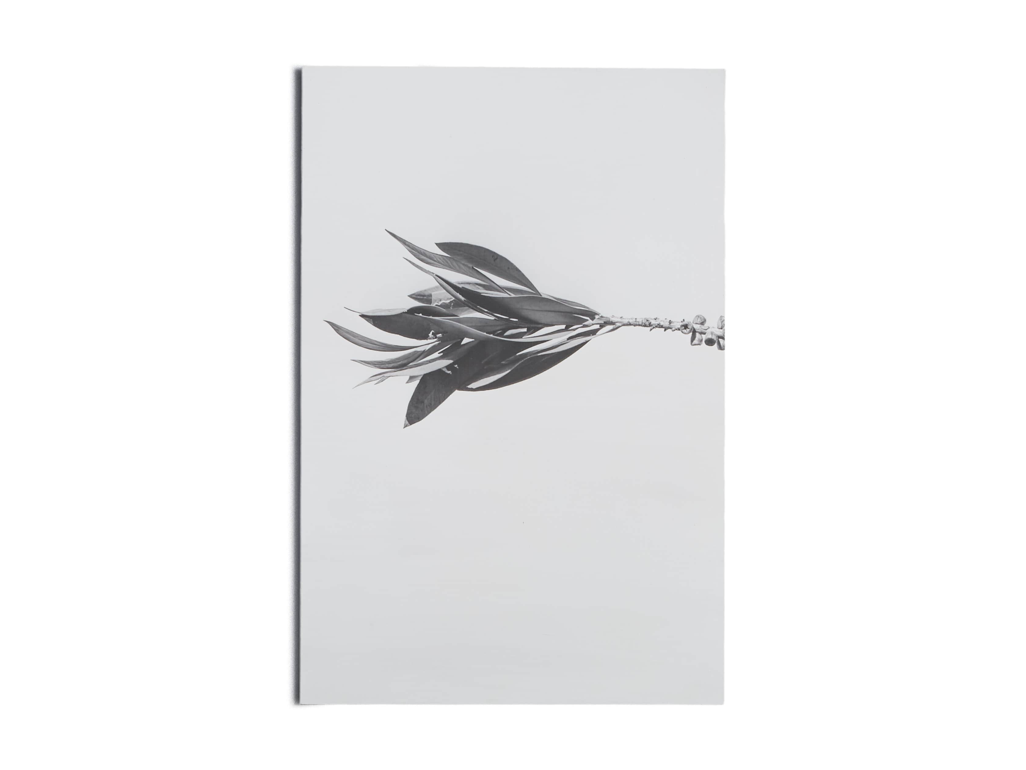 Small Dried Plant Fresco Print, slide 5 of 6