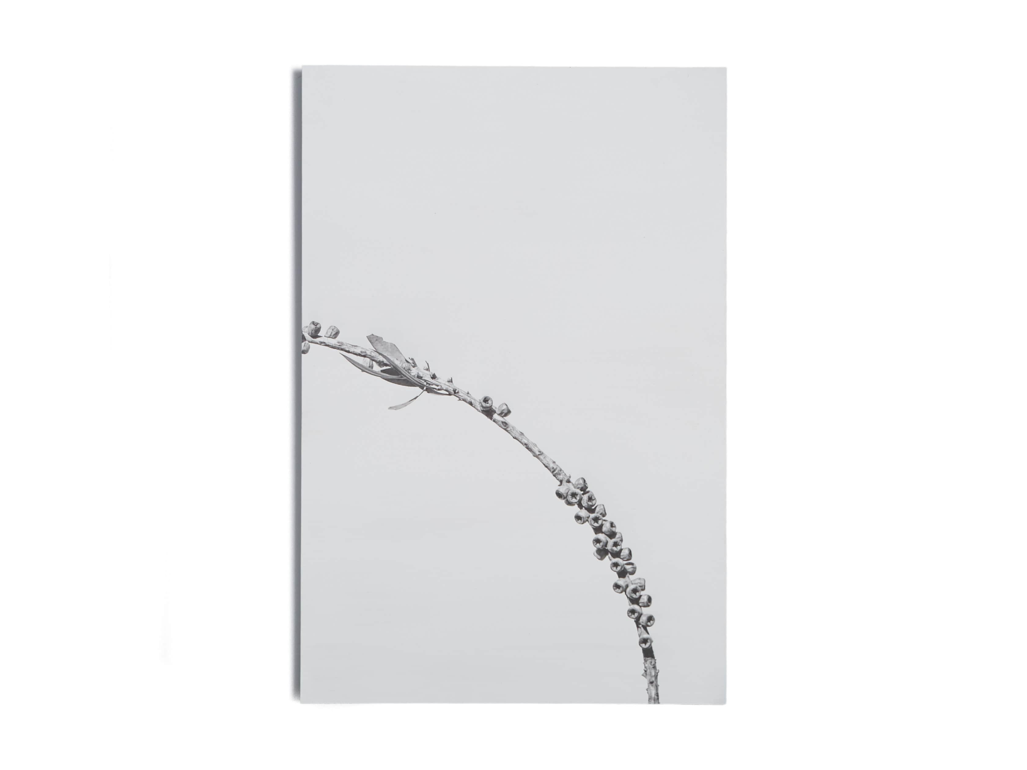 Small Dried Plant Fresco Print, slide 6 of 6