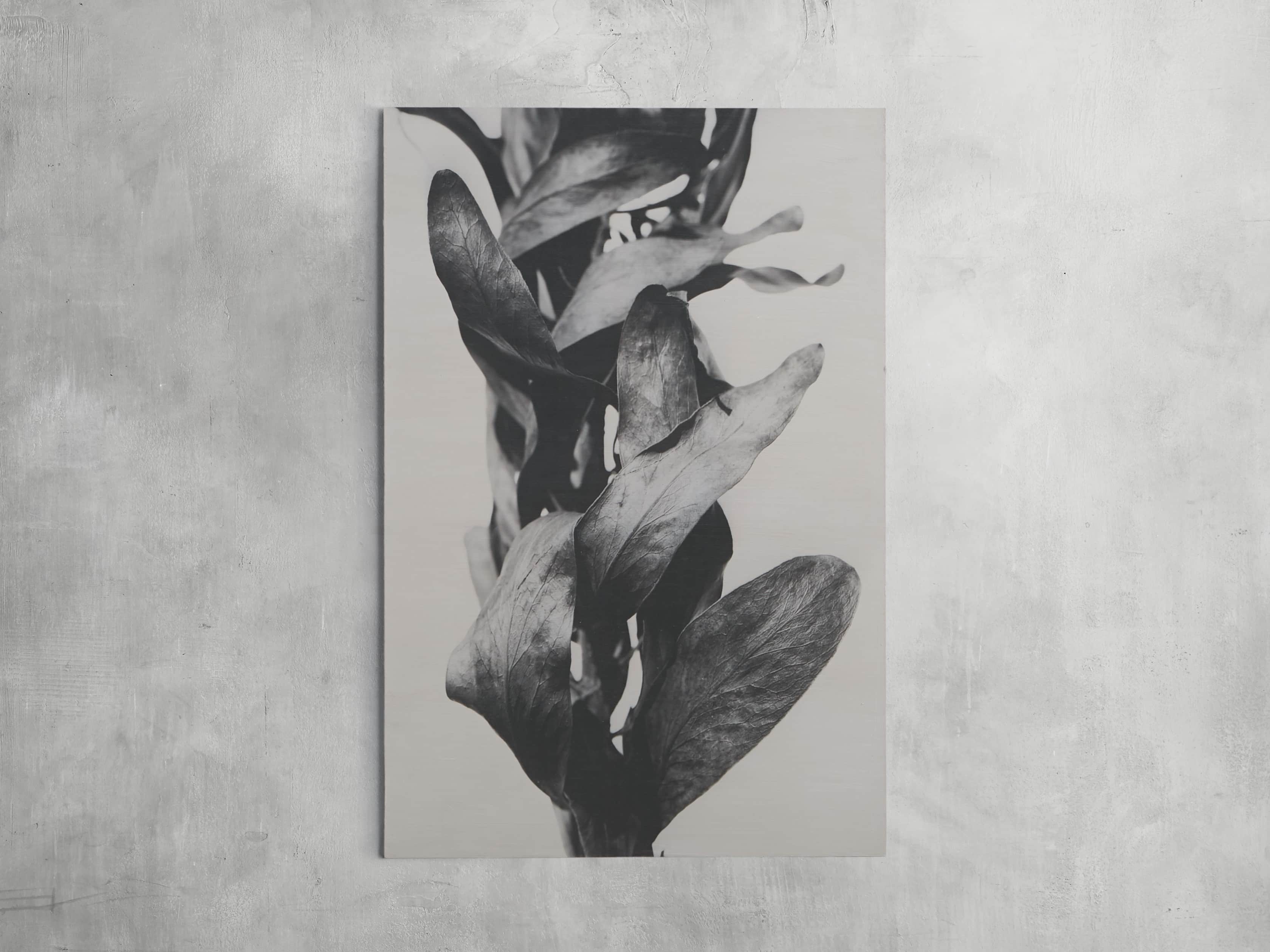 Small Protea Leaves Fresco Print