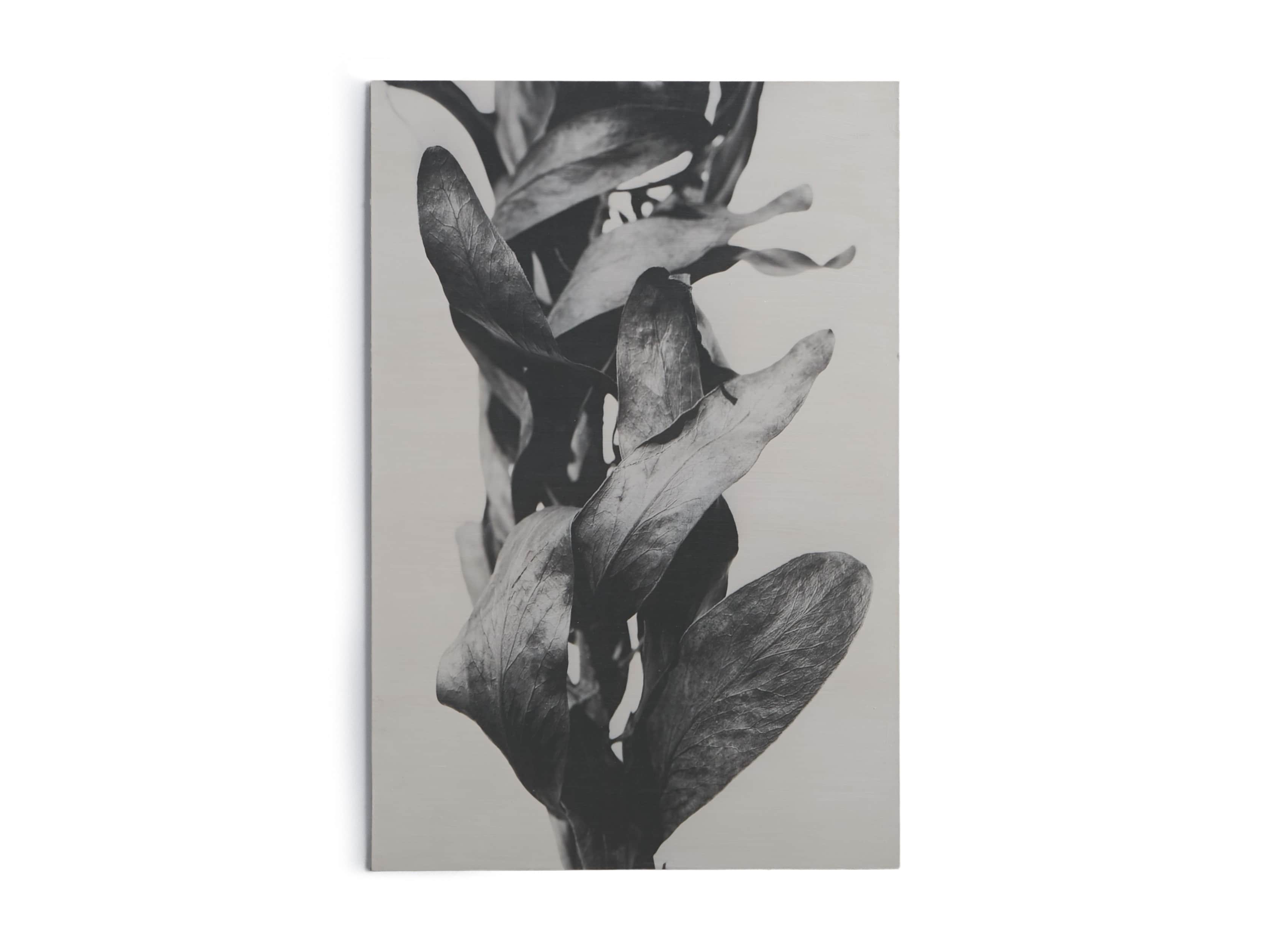 Small Protea Leaves Fresco Print