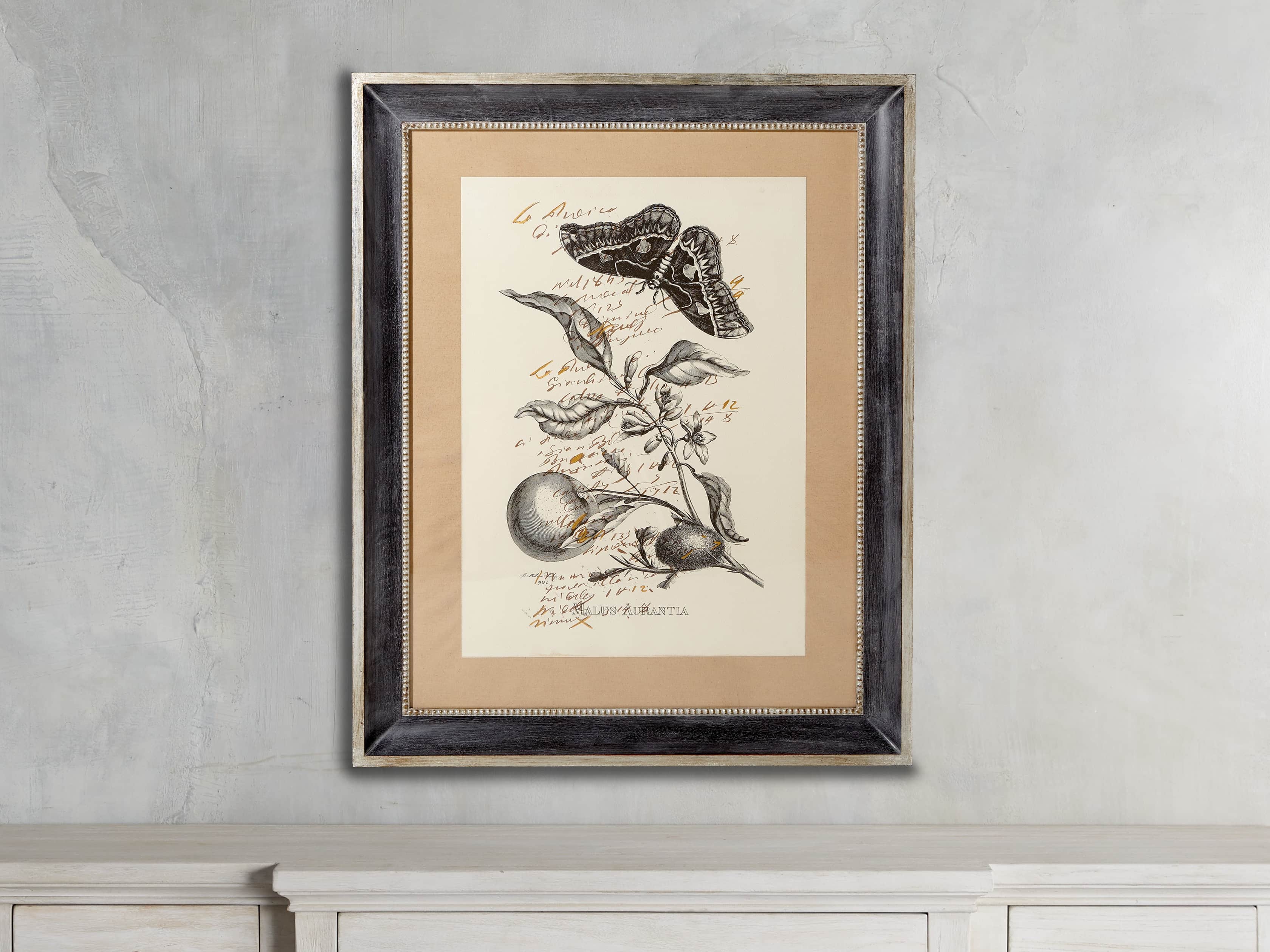 Malus Framed Print