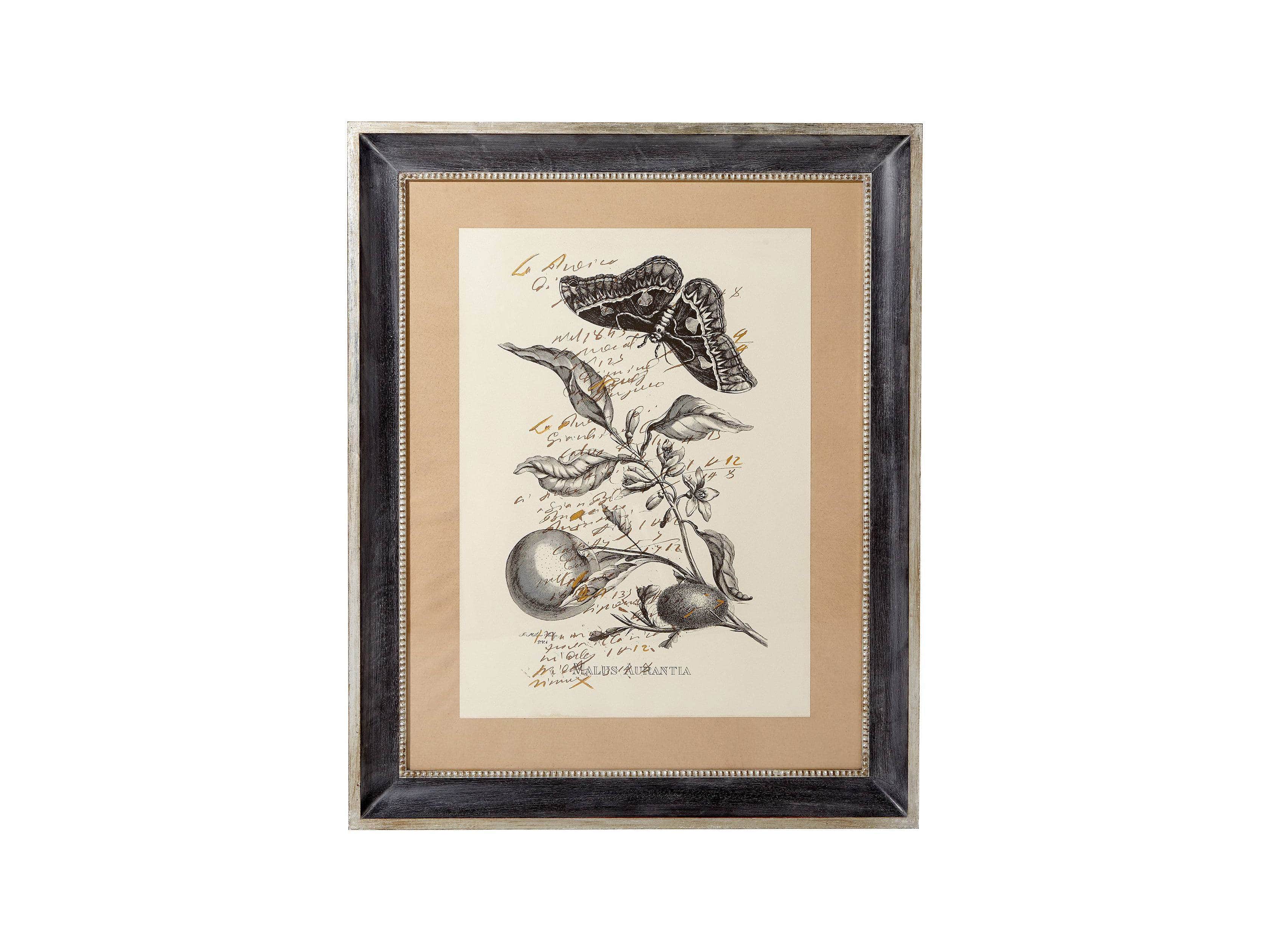 Malus Framed Print
