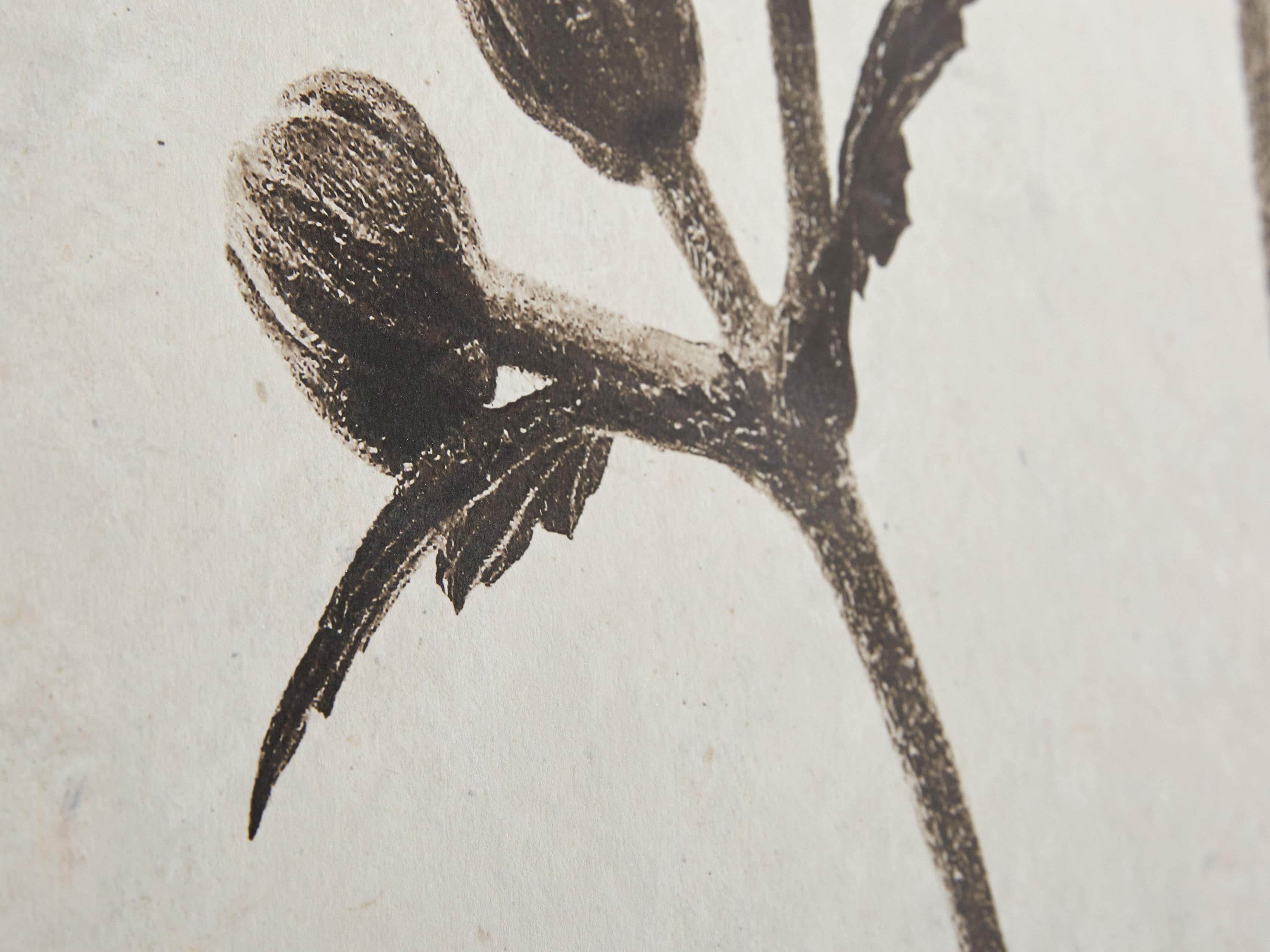 Anemone Grand Format Print, slide 4 of 6
