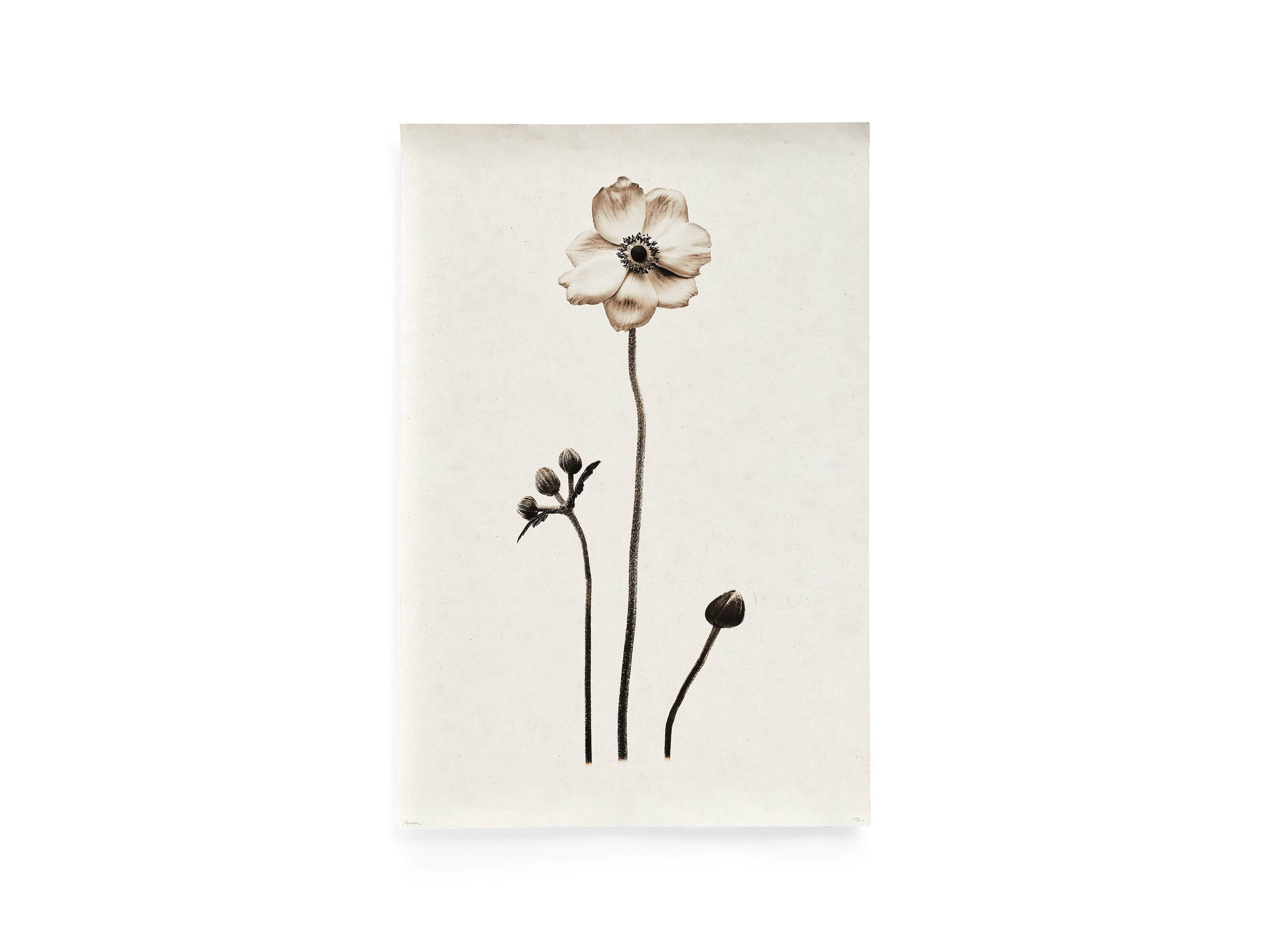 Anemone Grand Format Print, slide 1 of 6