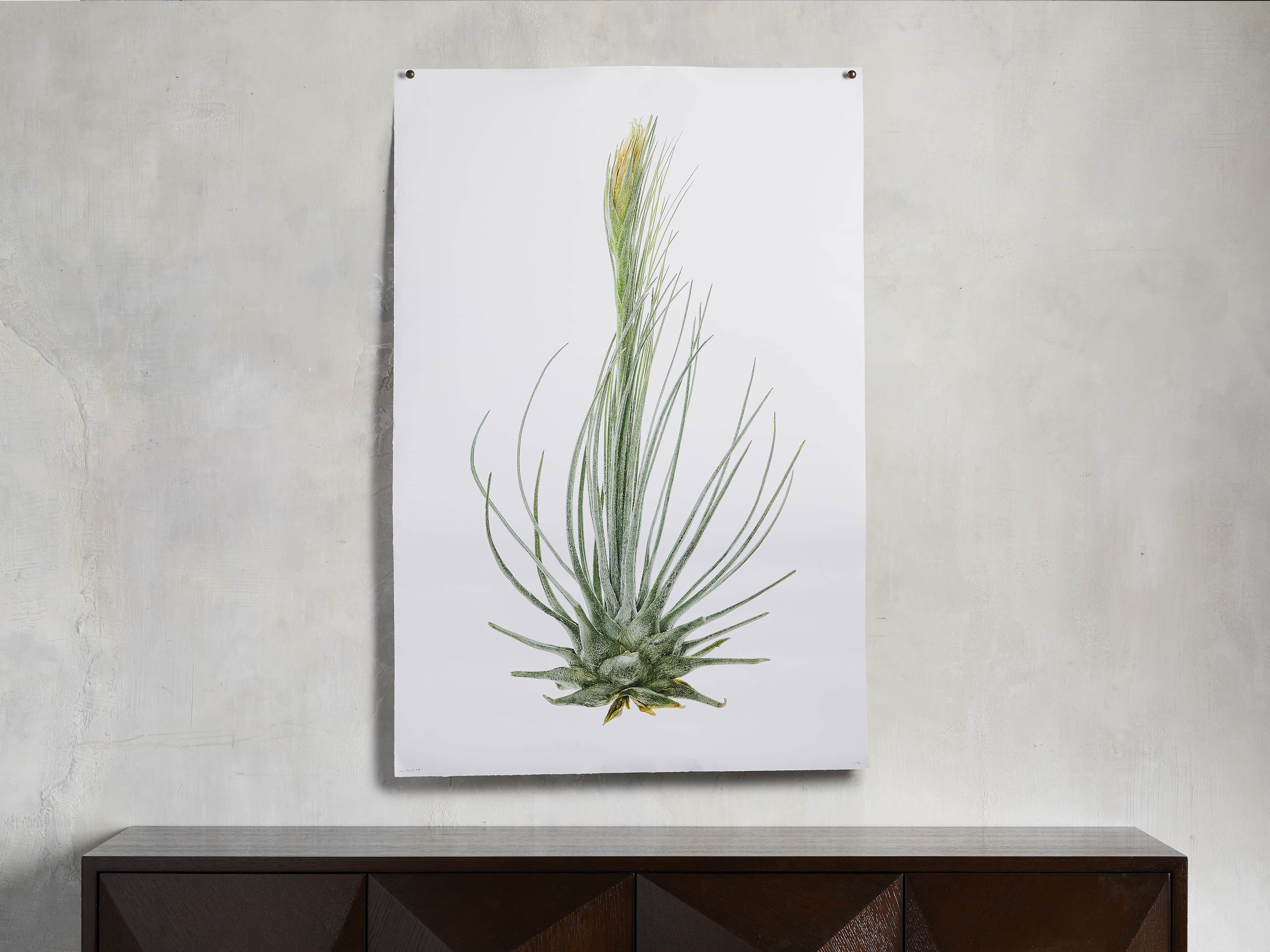 Air Plant Grant Format Print, slide 1 of 3