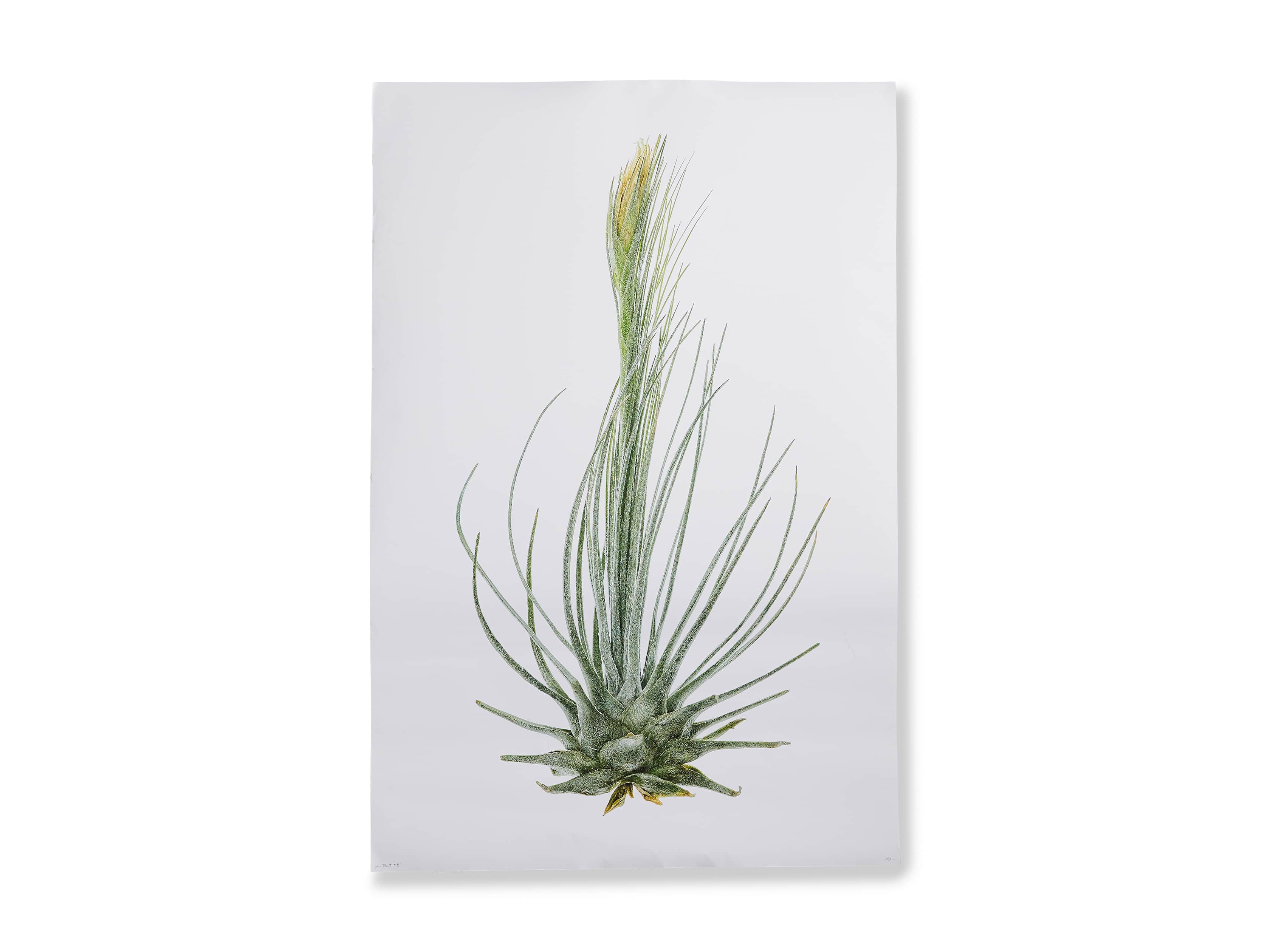 Air Plant Grant Format Print, slide 3 of 3