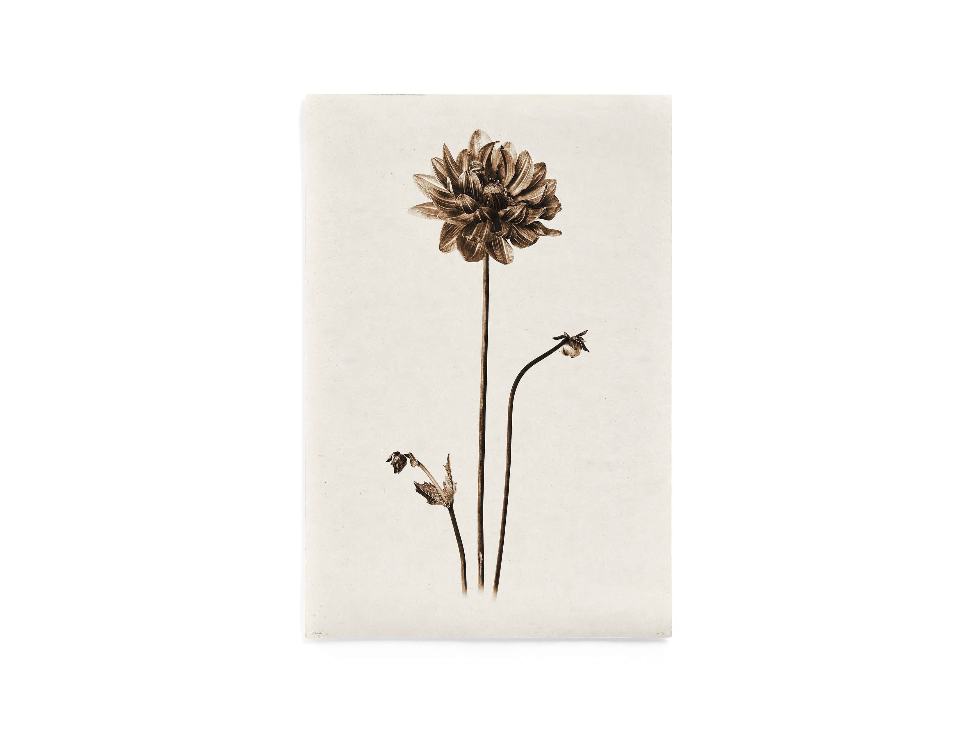 Single Dahlia Grand Format Print, slide 4 of 7