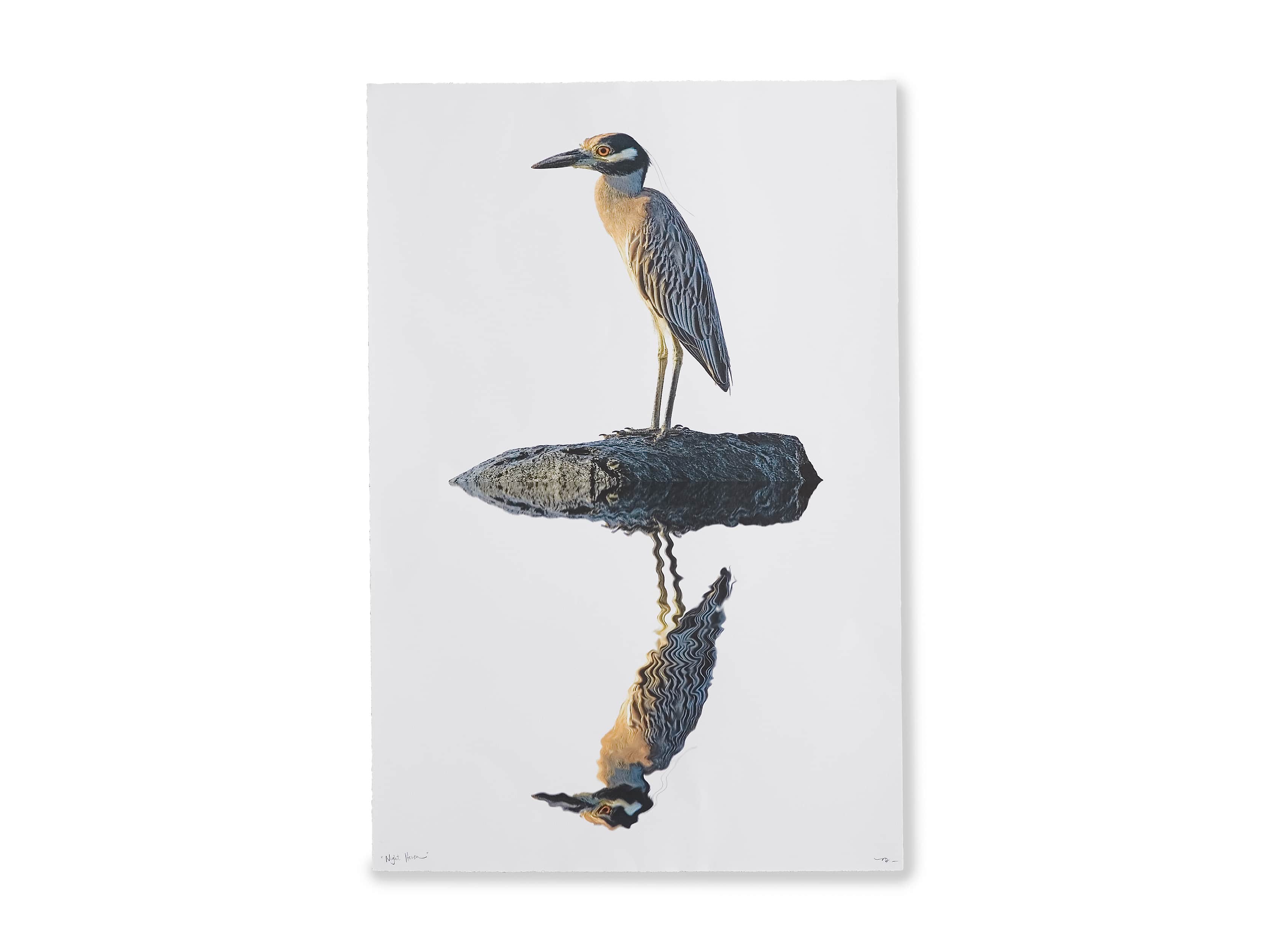 Night Heron Print, slide 4 of 4