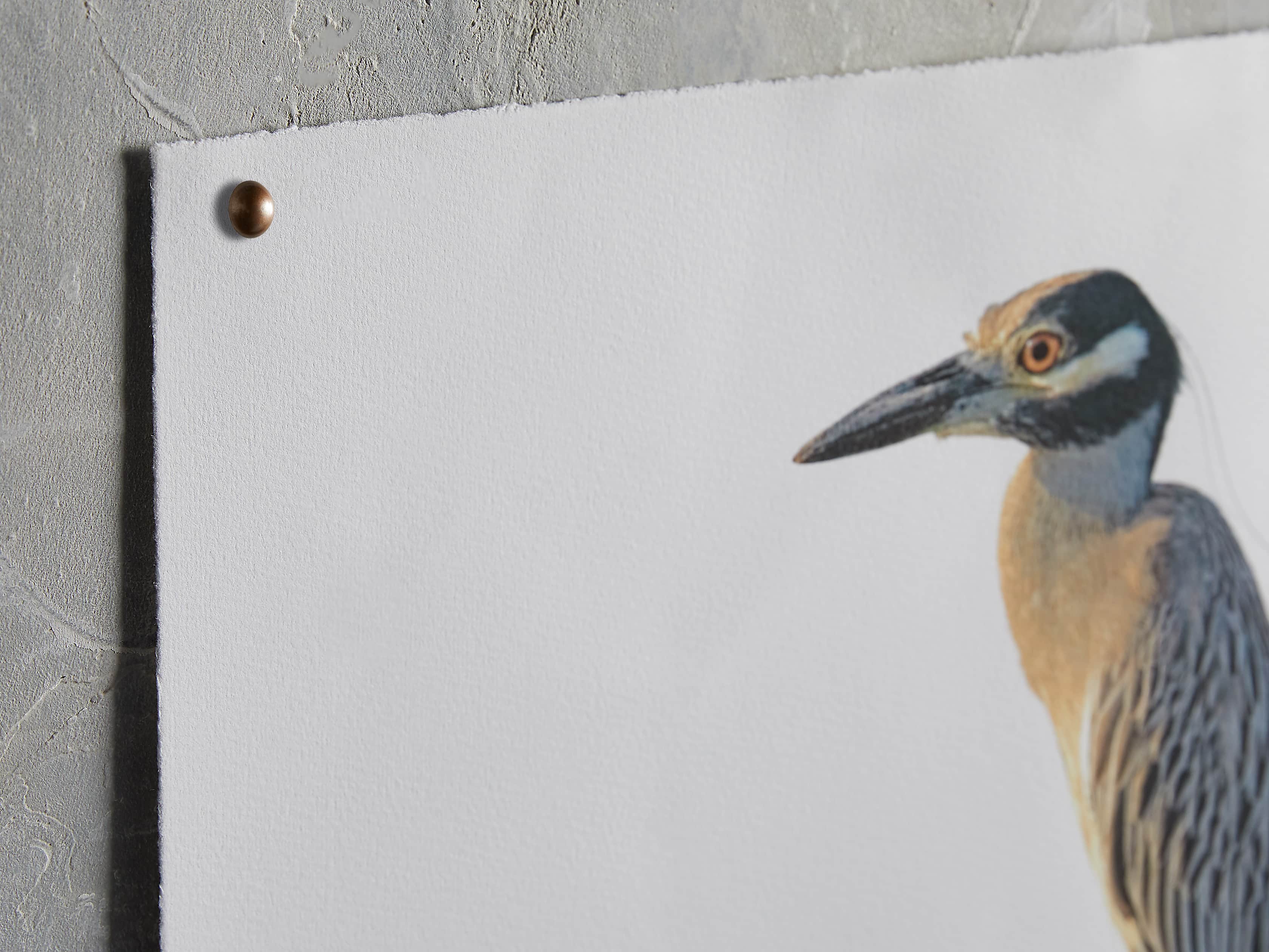 Night Heron Print, slide 2 of 4
