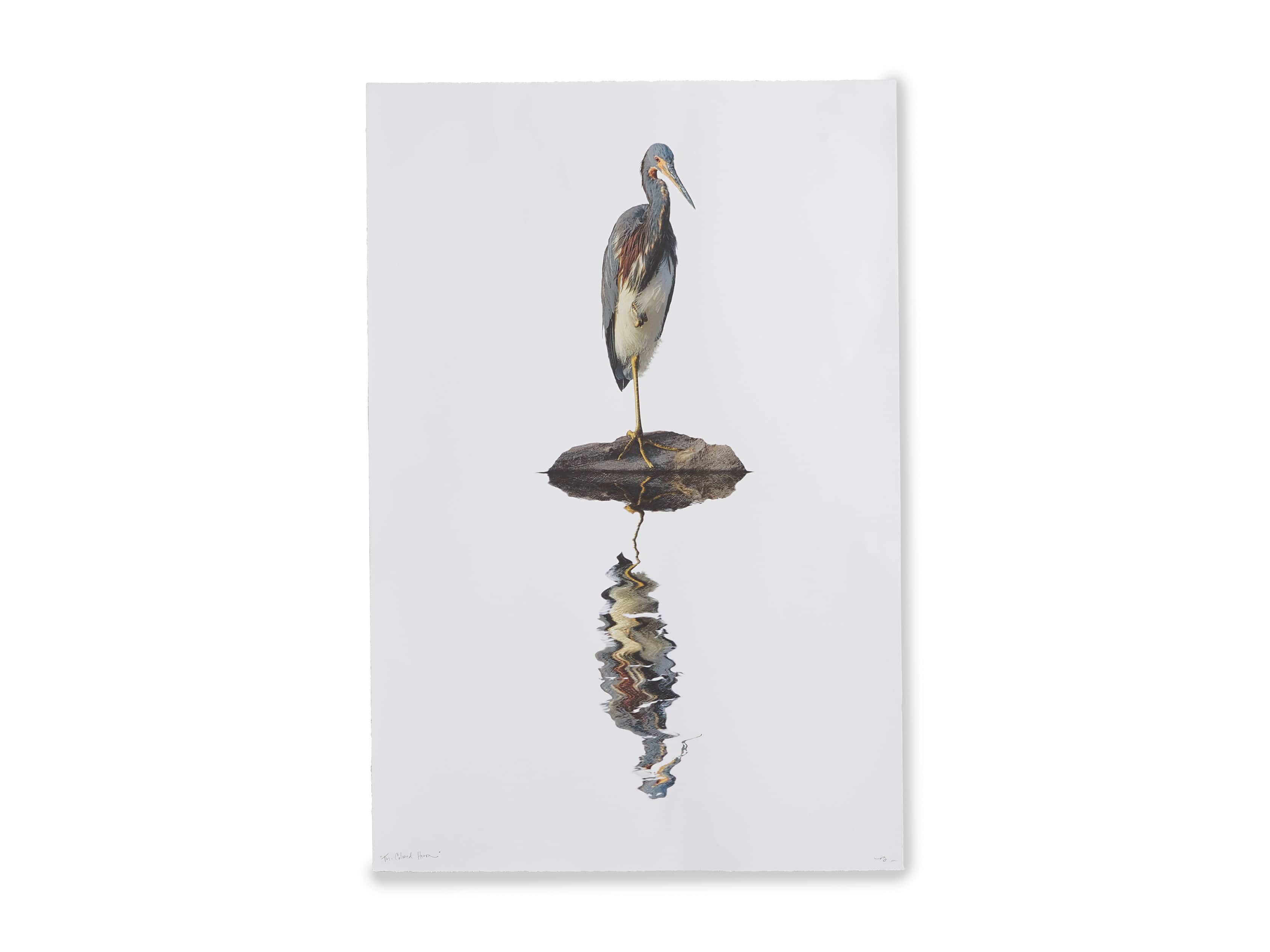 Tricolored Heron Print, slide 4 of 4
