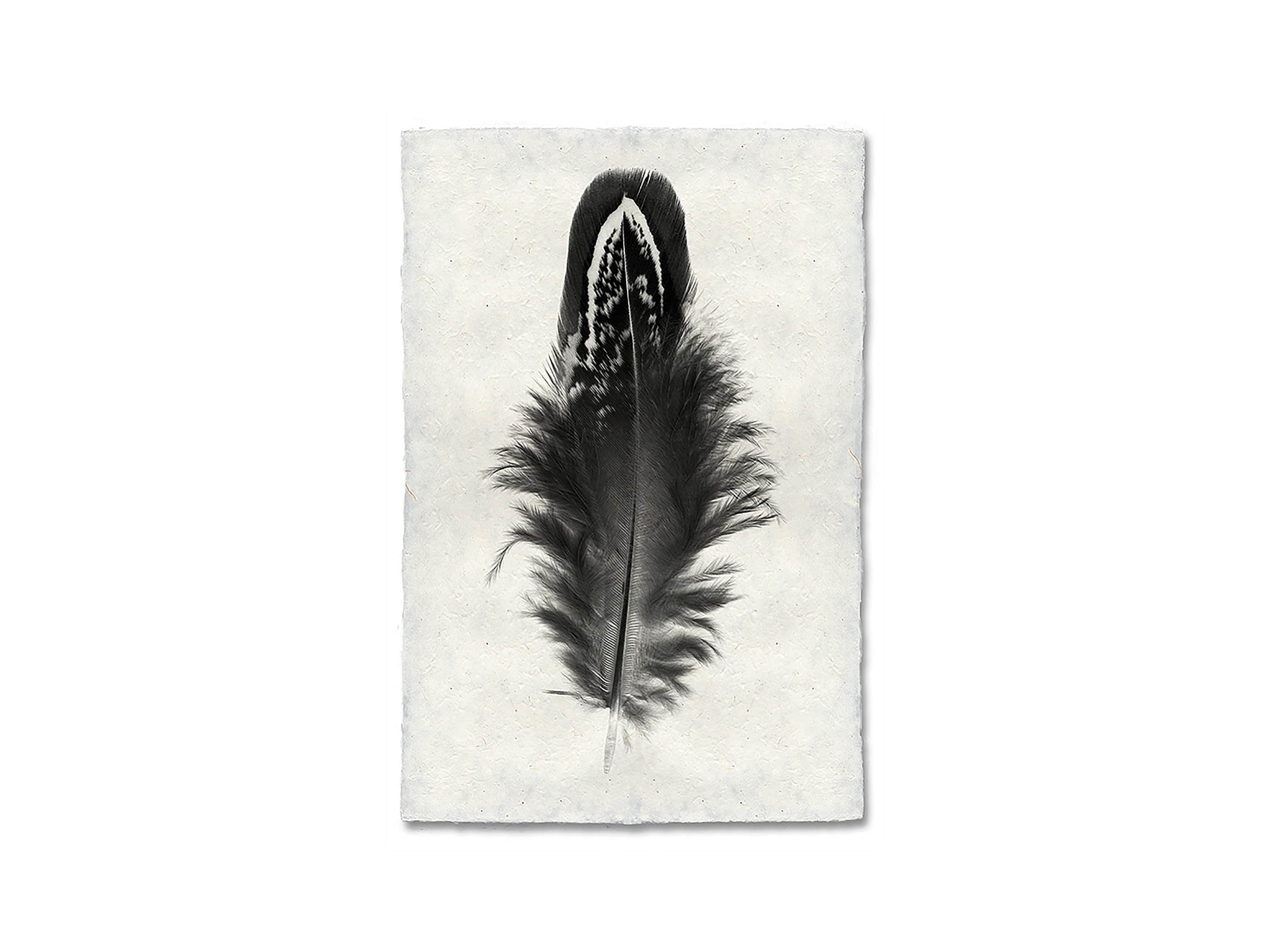 Feather Study Print III, slide 3 of 4