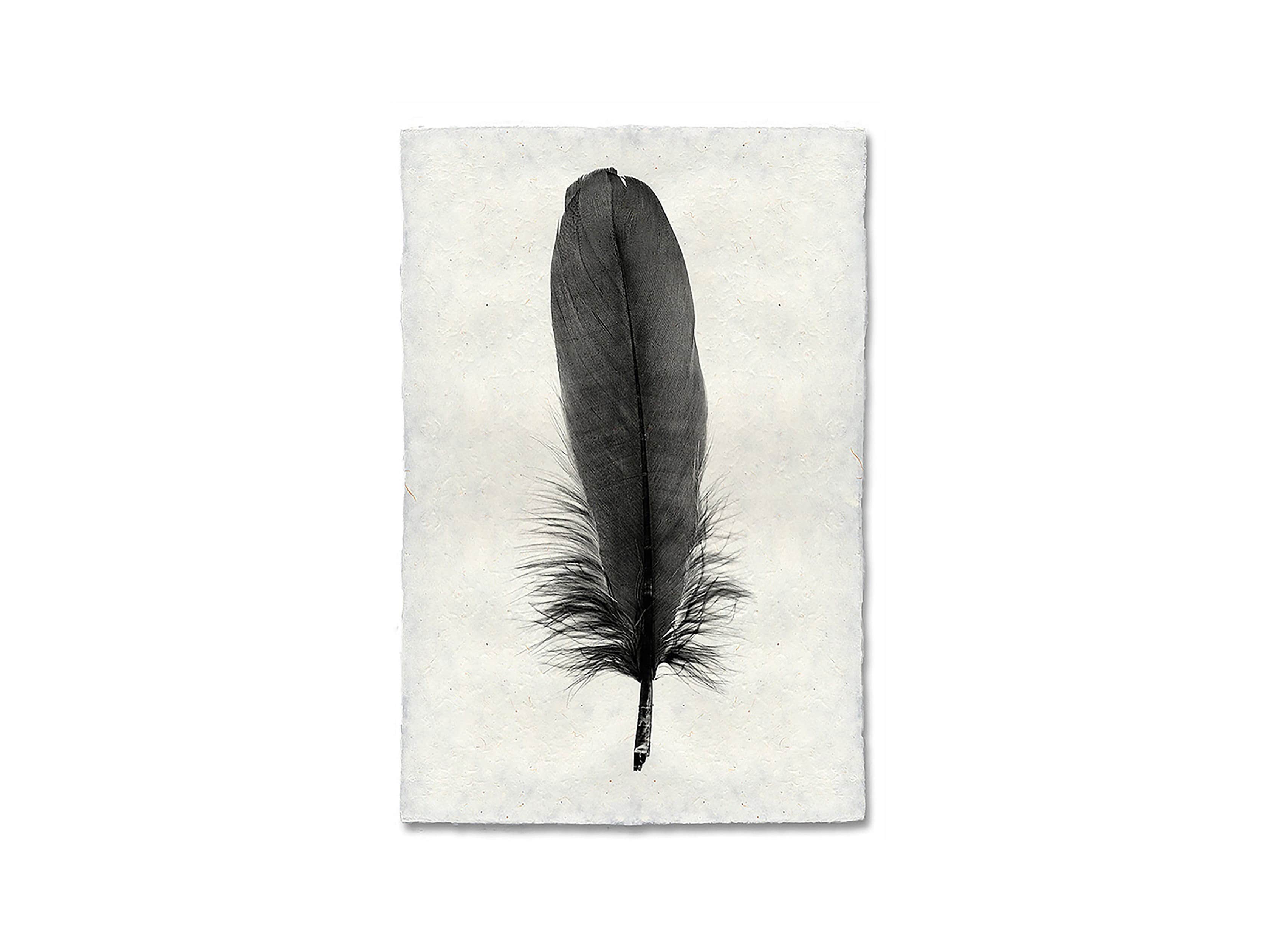 Feather Study Print VI, slide 2 of 2