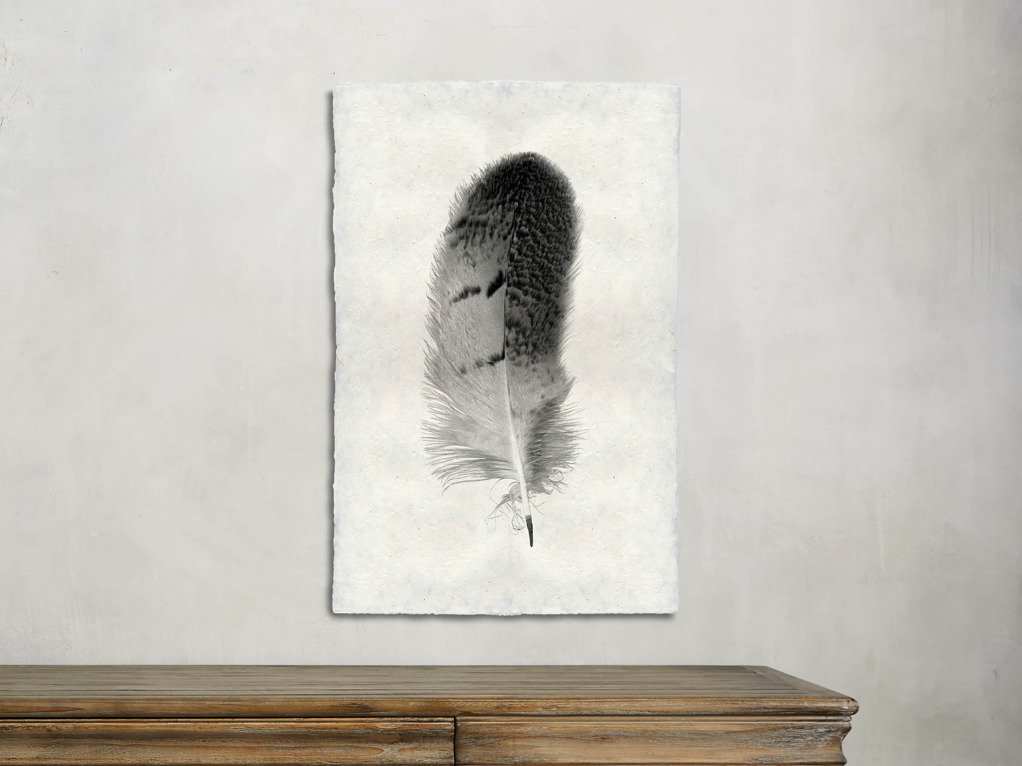 Feather Study Print 7