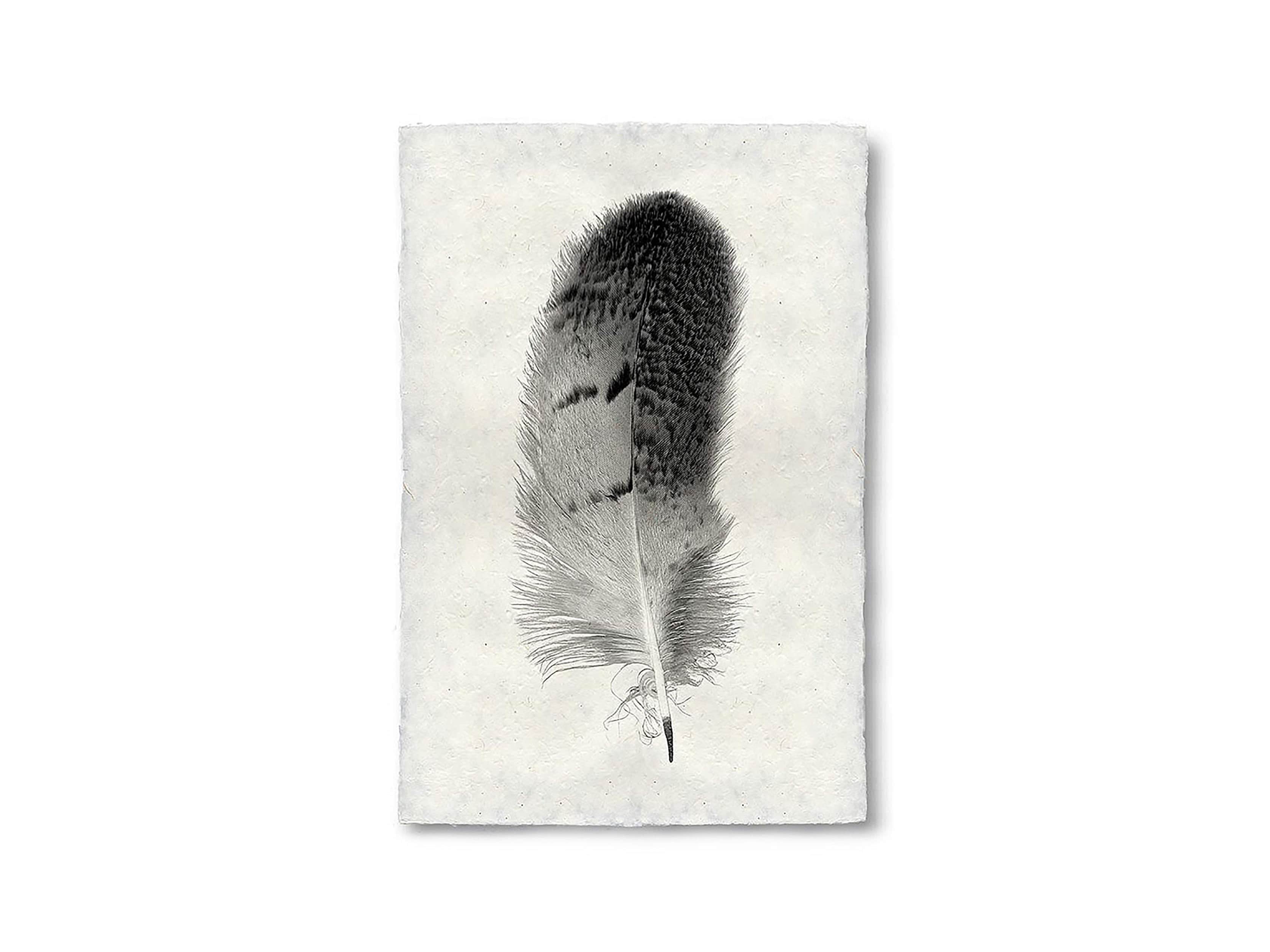 Feather Study Print 7