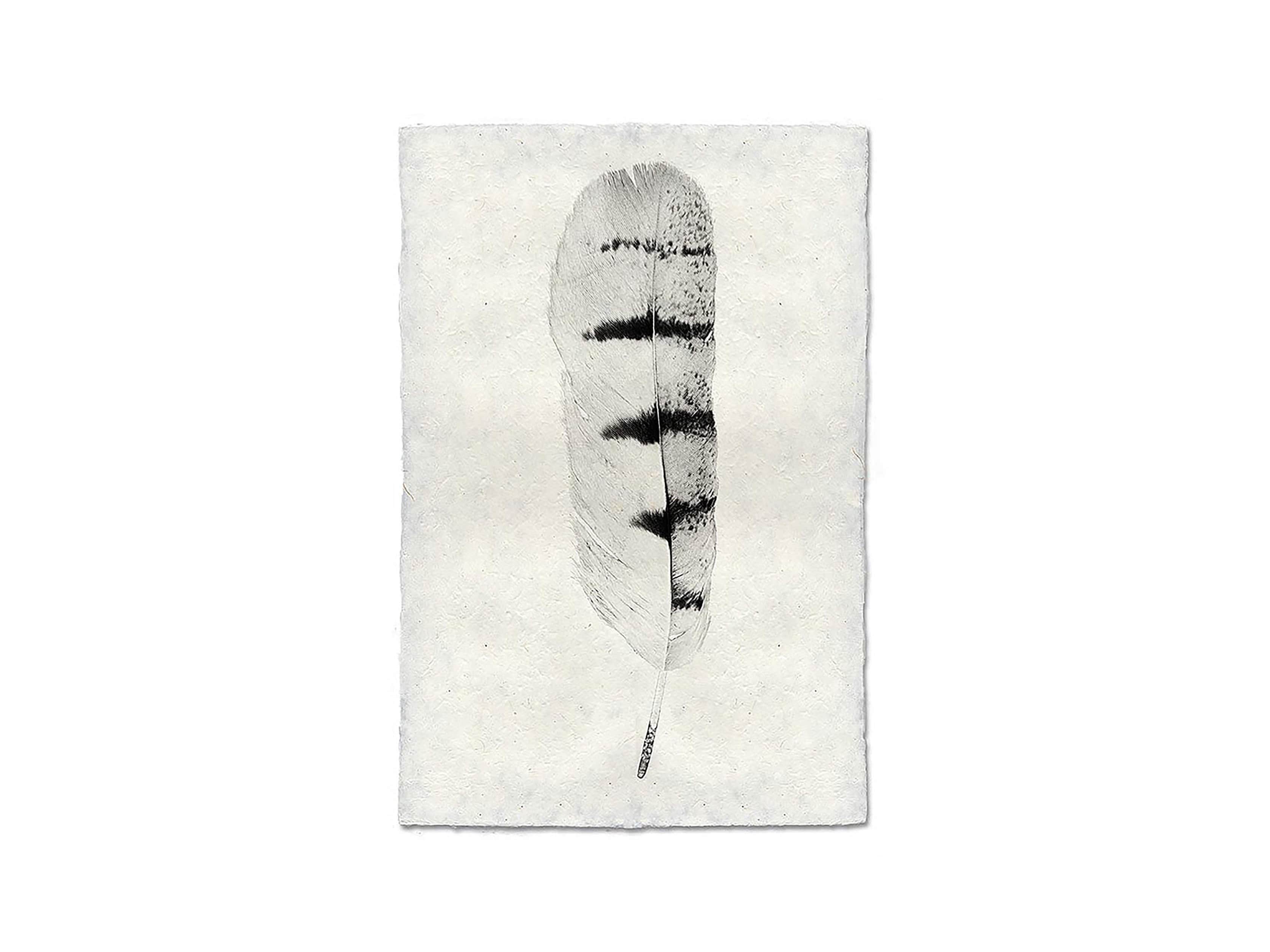 Feather Study Print 8