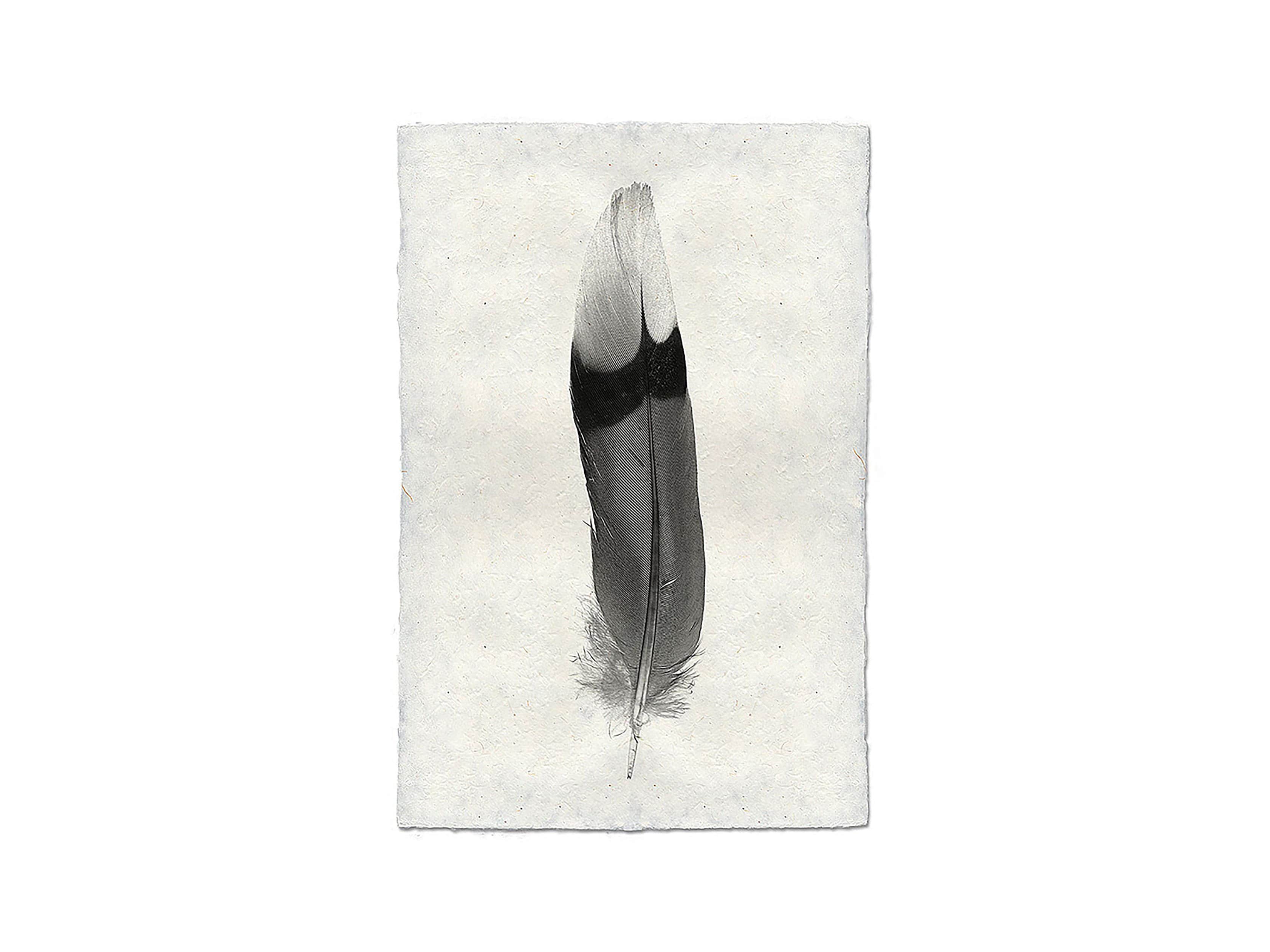 Feather Study Print IX, slide 3 of 3