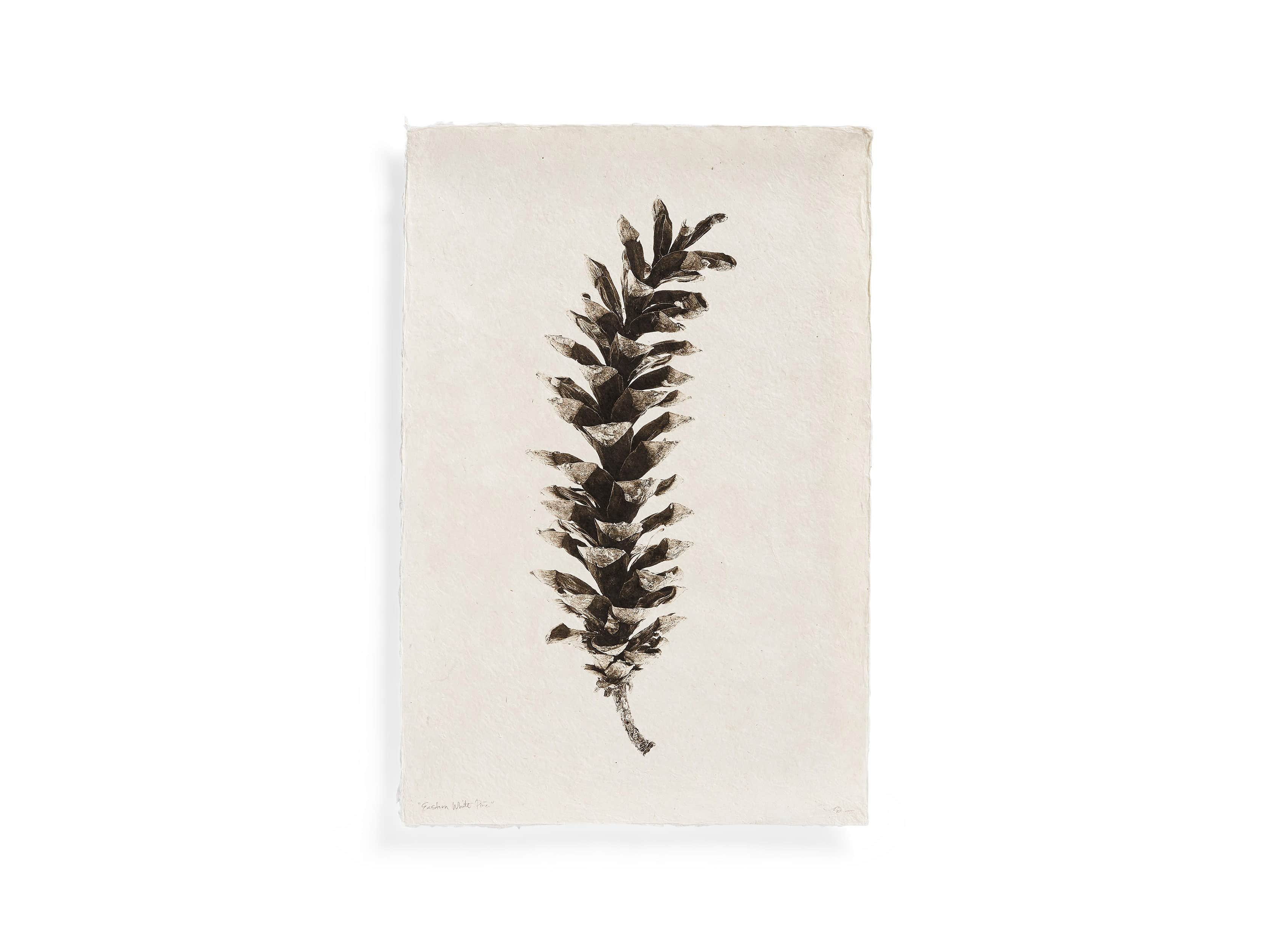 Eastern White Pine Cone 20" Print, slide 3 of 4