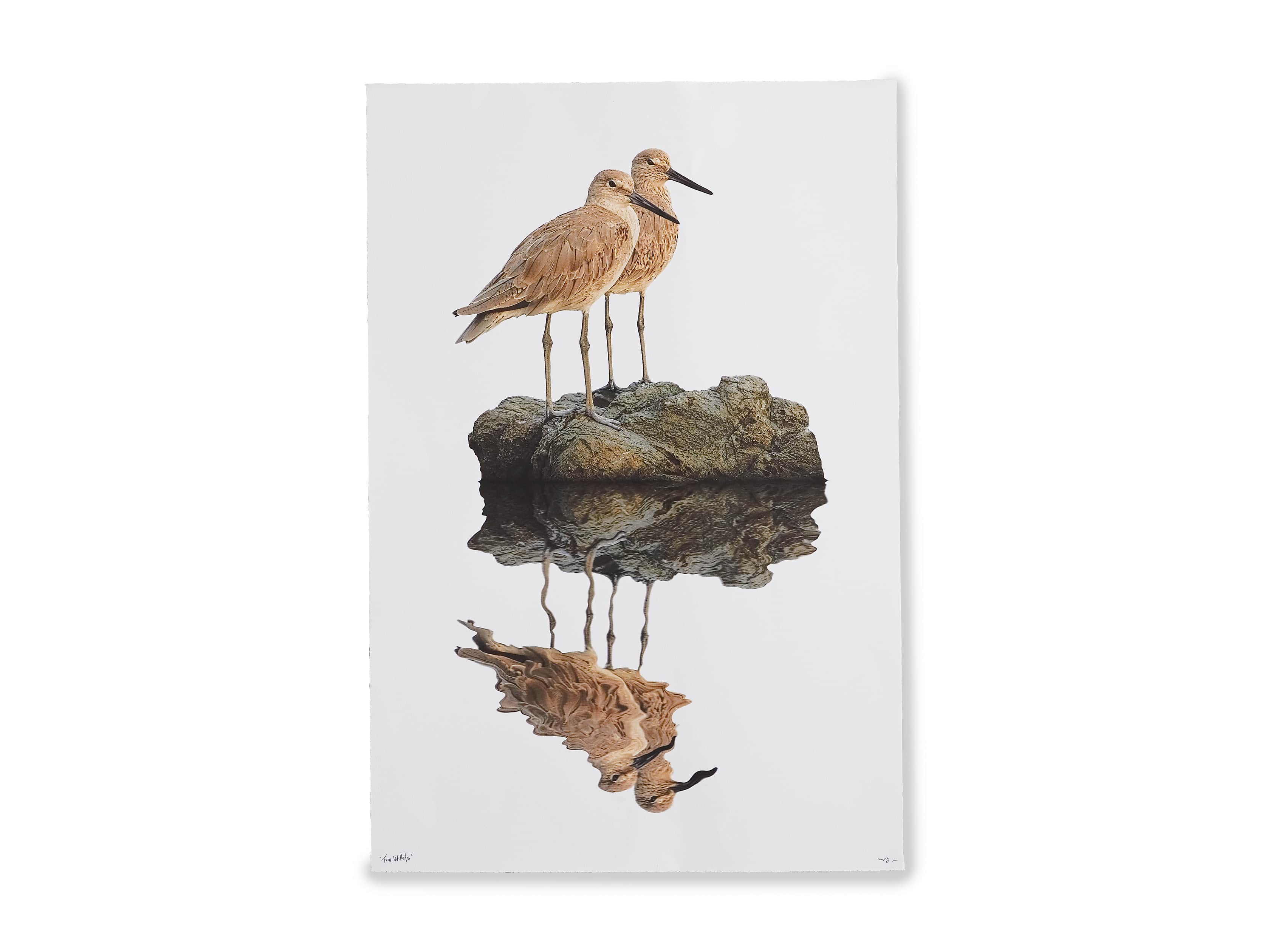 Willet Print, slide 4 of 4