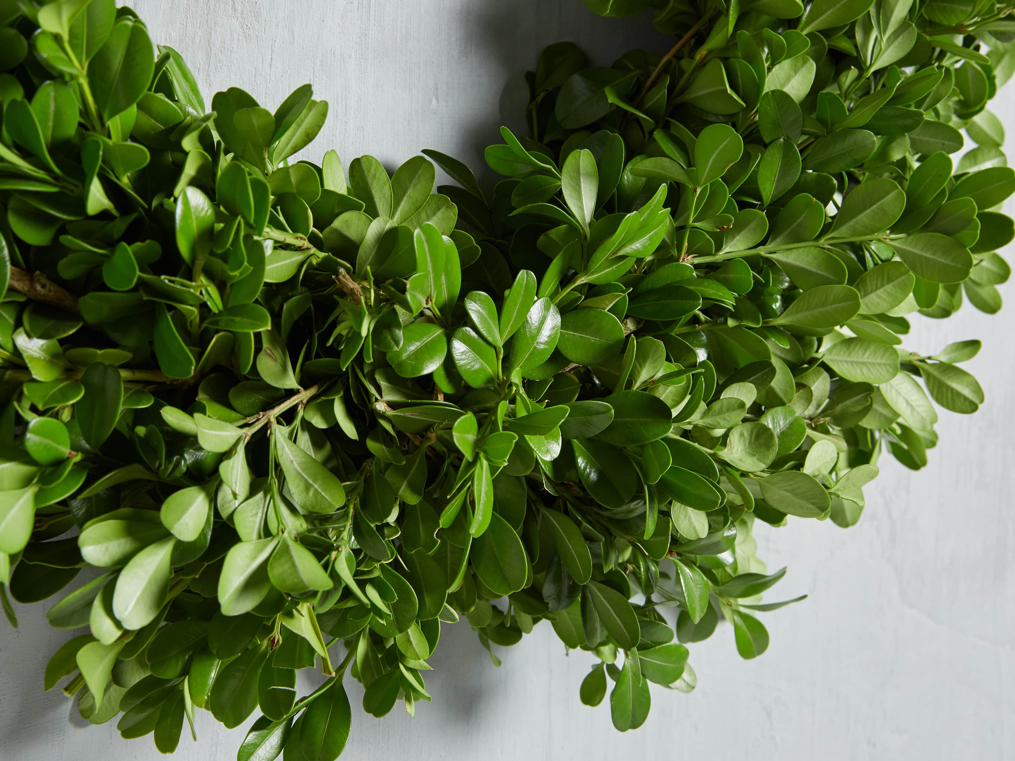 Fresh Boxwood and Myrtle Half Wreath, slide 1 of 3