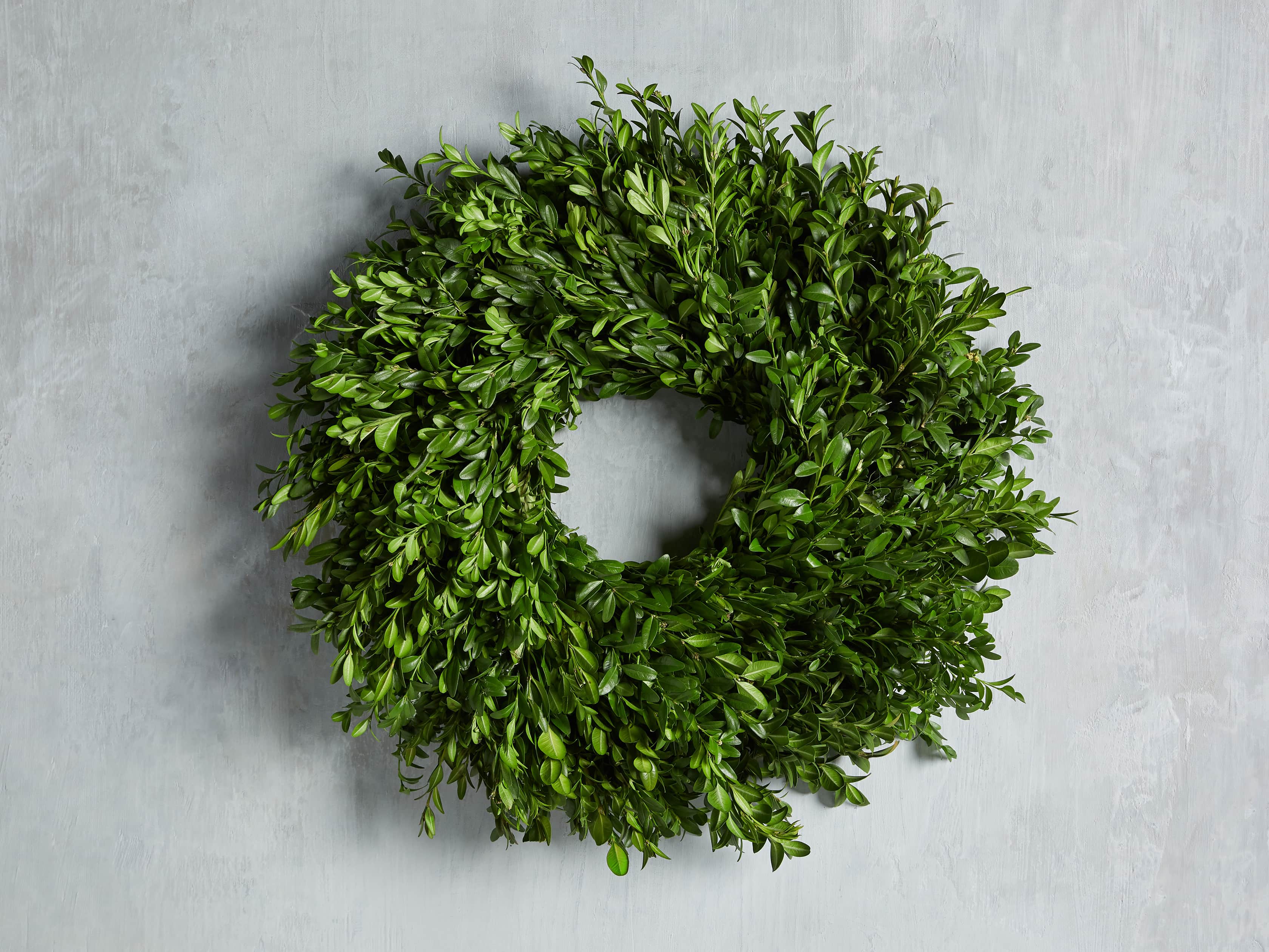 20" Boxwood Wreath
