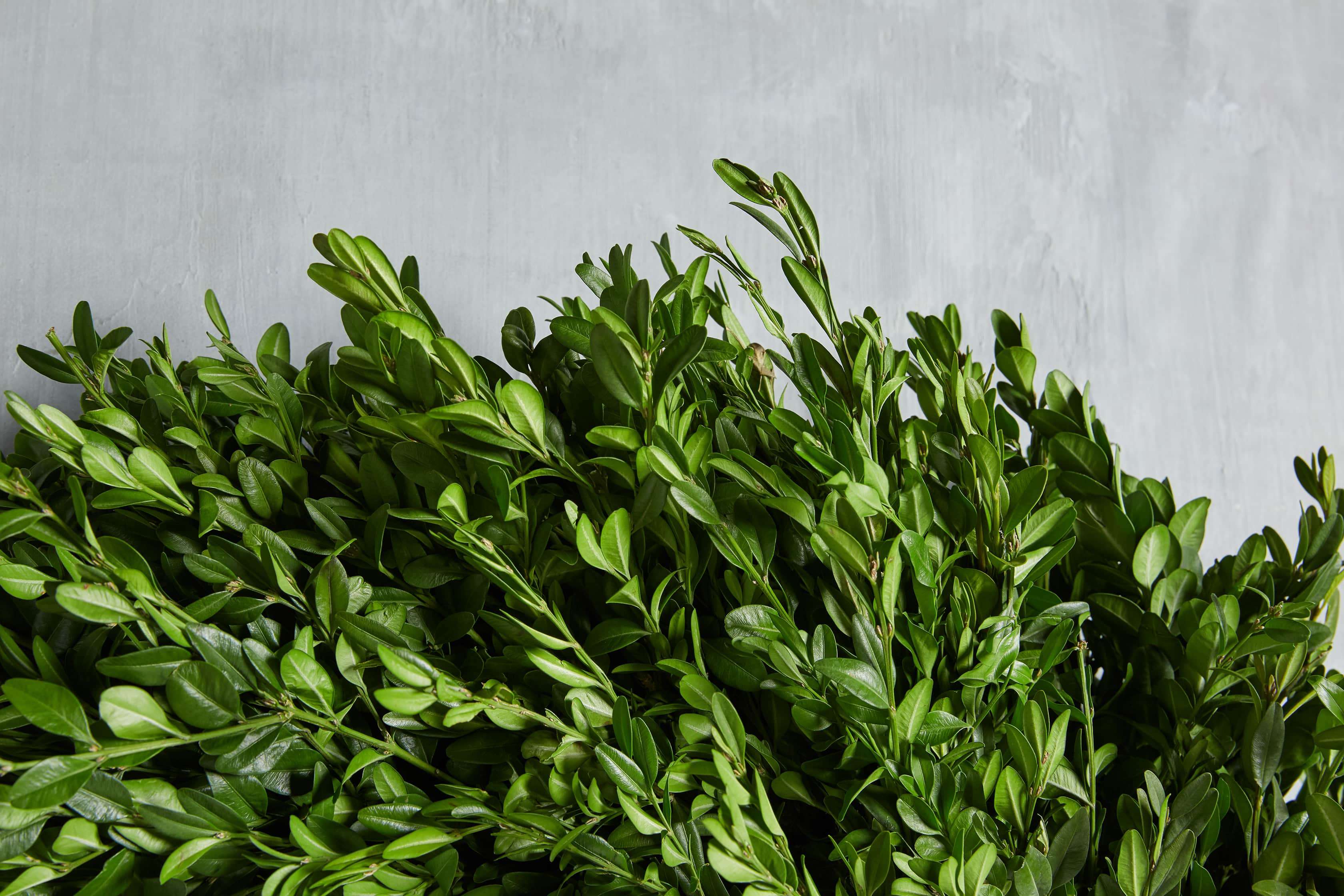 20" Boxwood Wreath