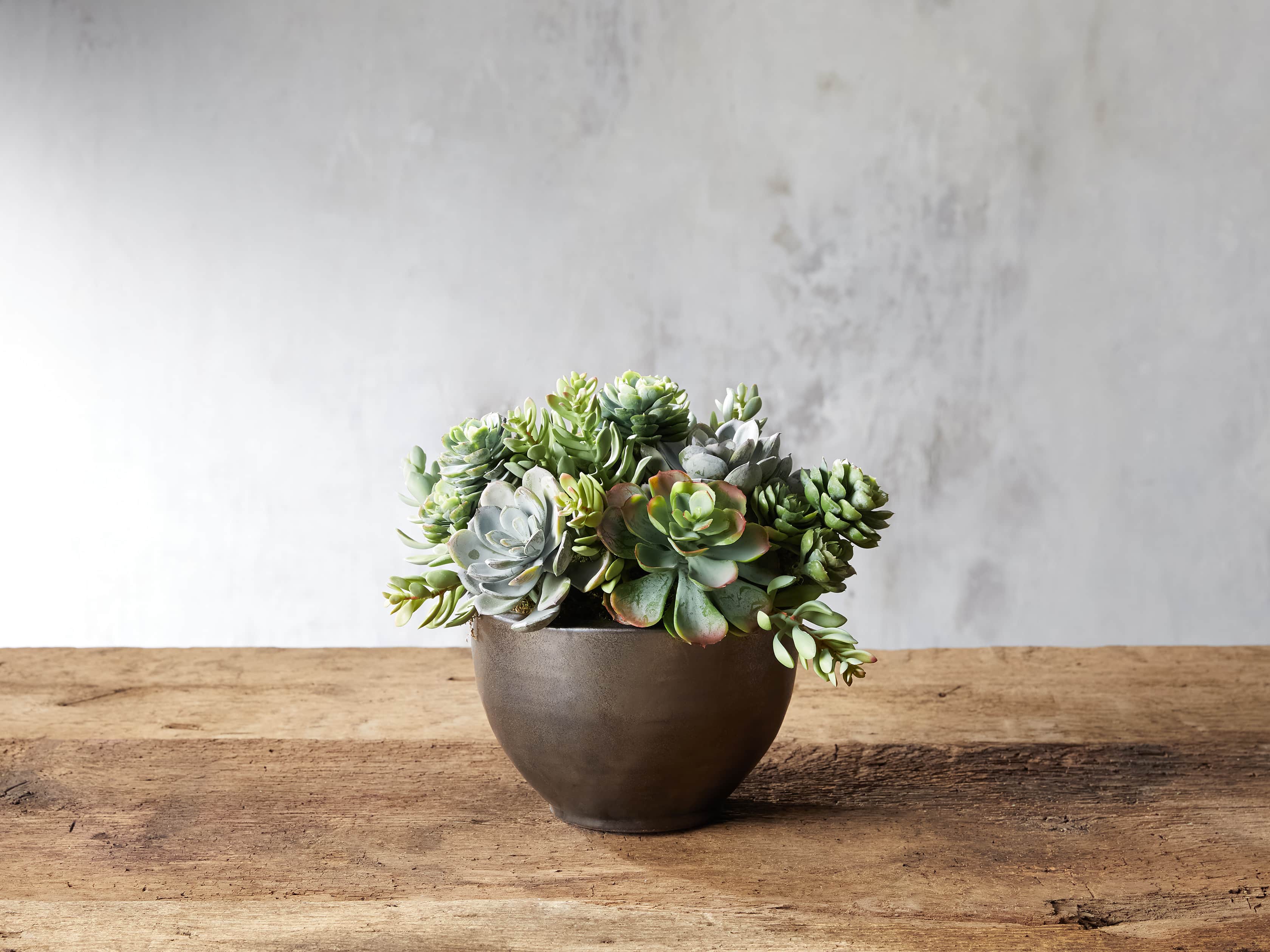 Mix Succulent Small Bowl, slide 1 of 1