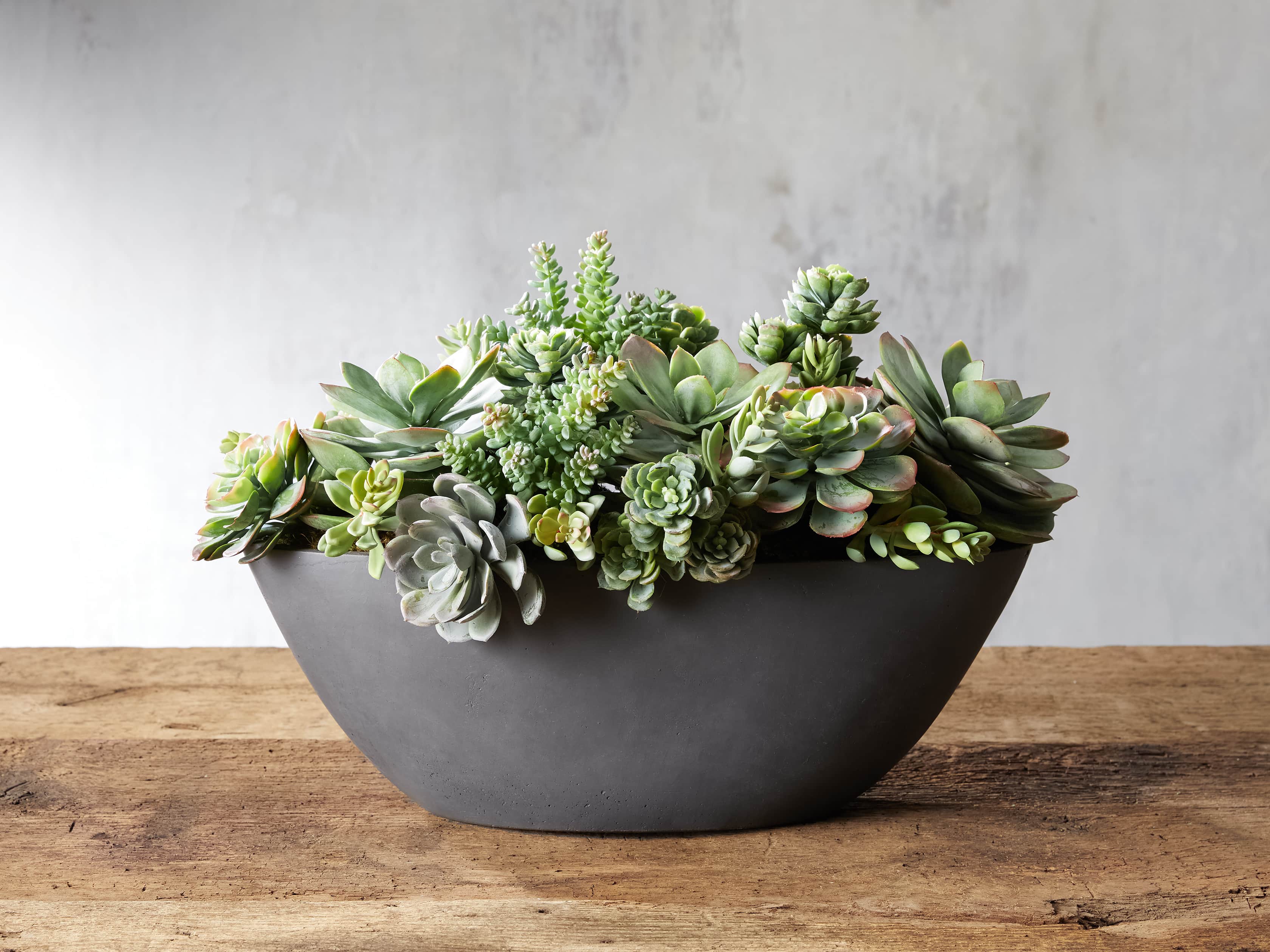 Faux Mix Succulent in Oval Planter | Arhaus