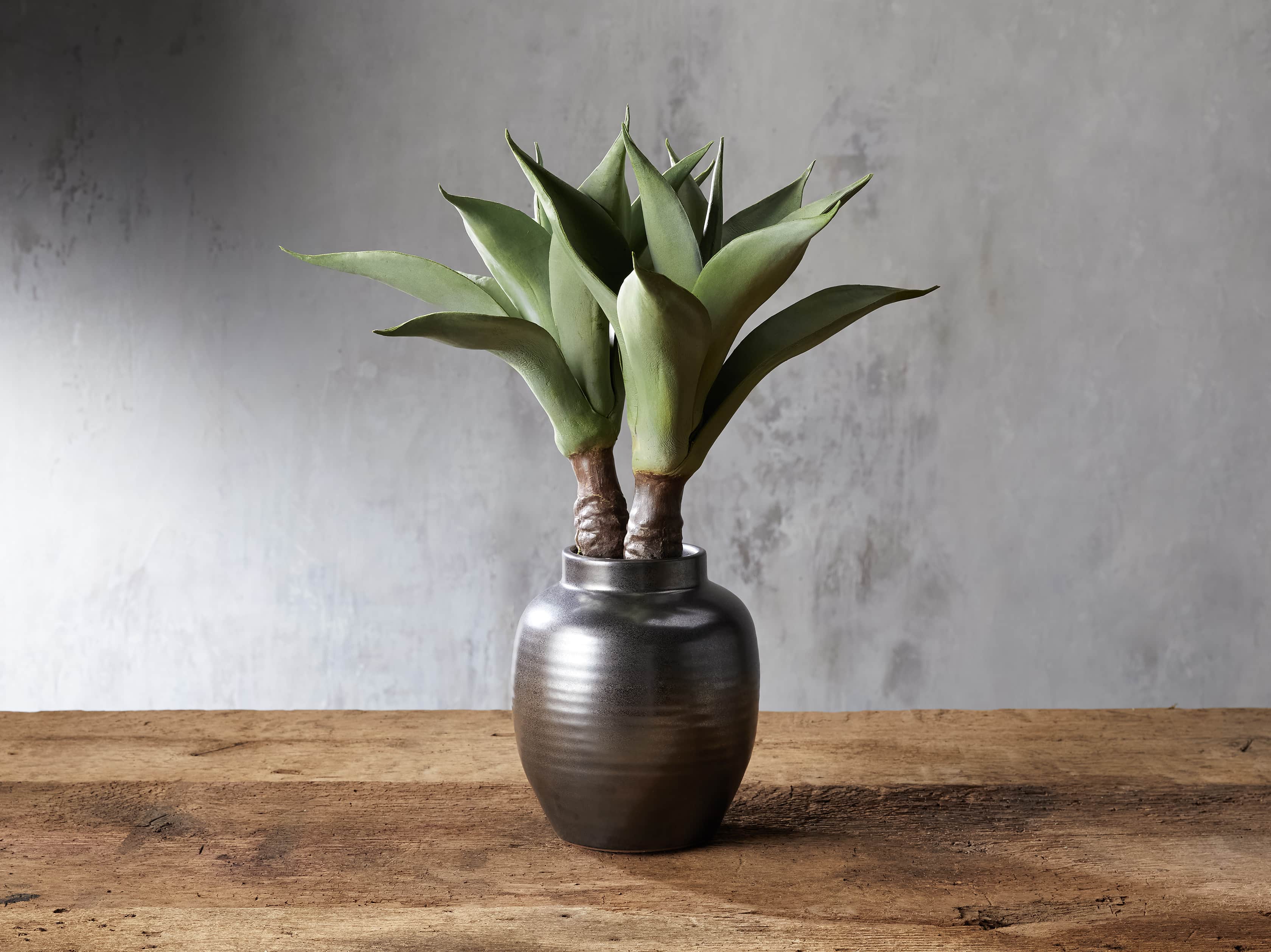 Aloe Vase, slide 1 of 1