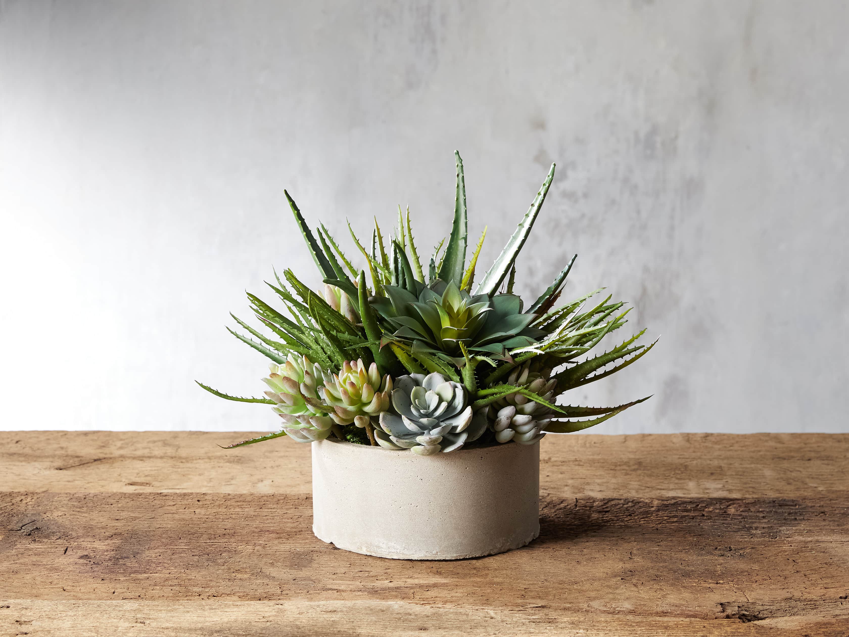 Aloe Small Succulent
