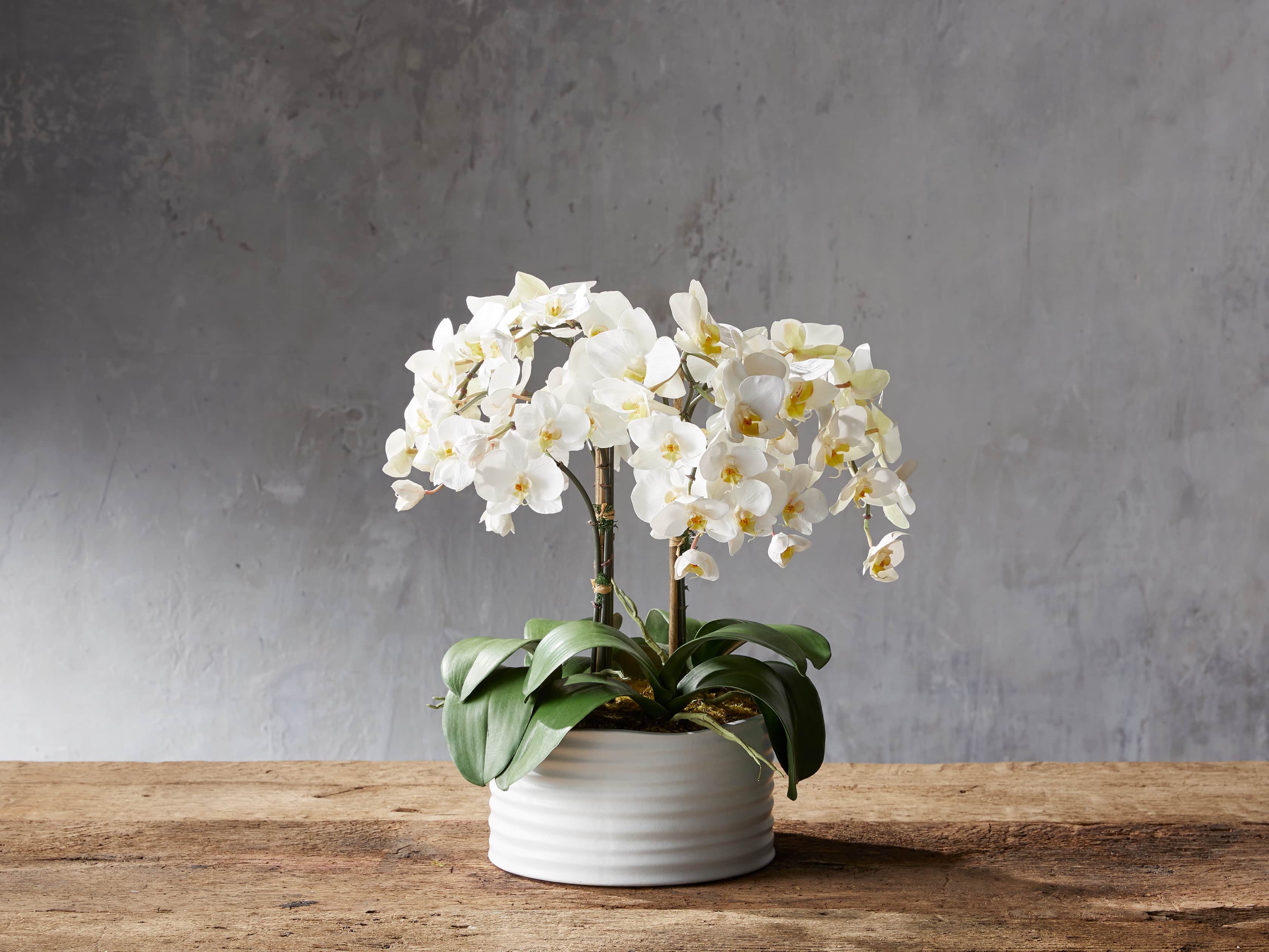 Phalaenopsis White Planter, slide 1 of 1
