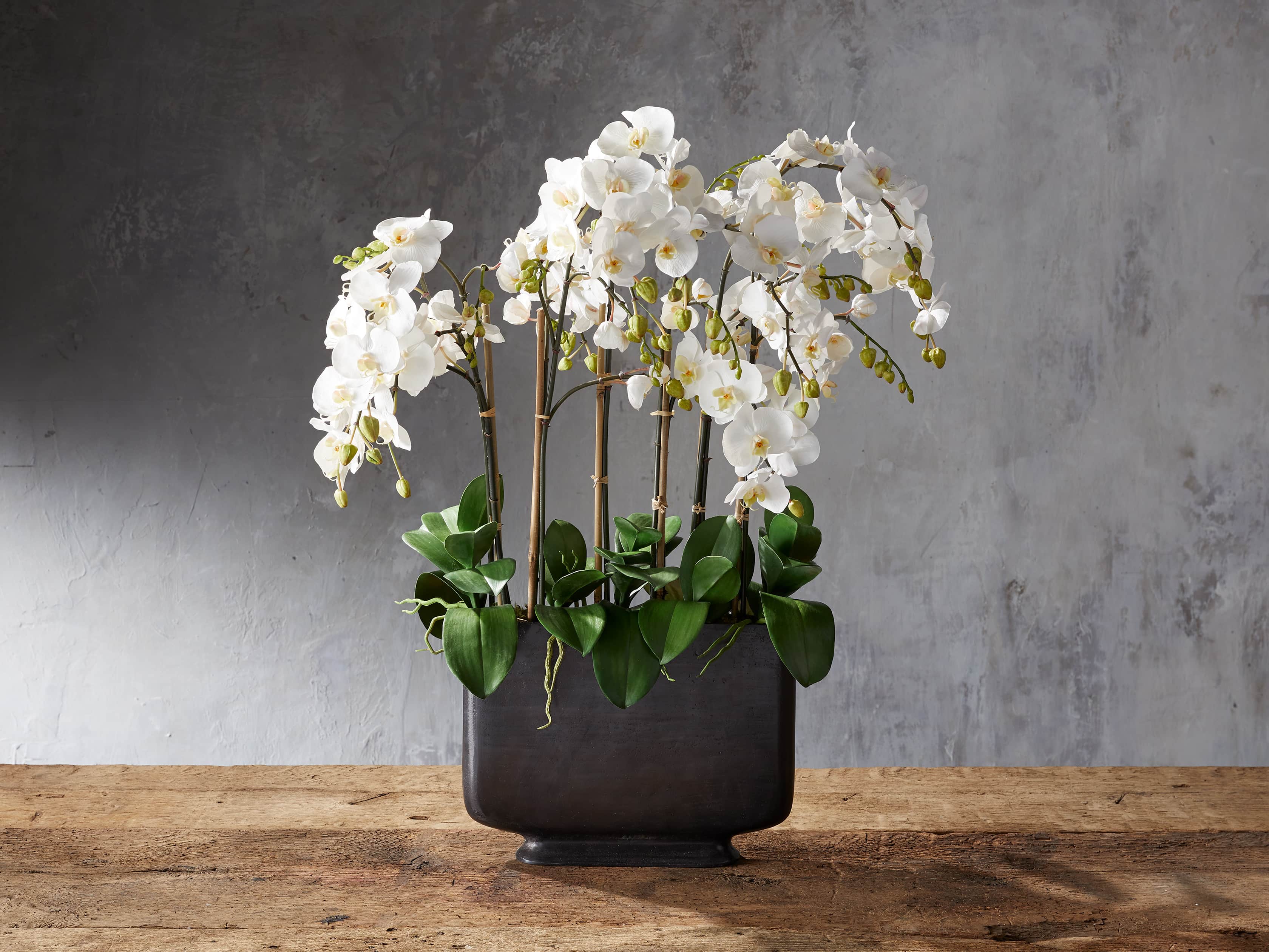 Phalaenopsis Bronze Wide Vase, slide 1 of 1