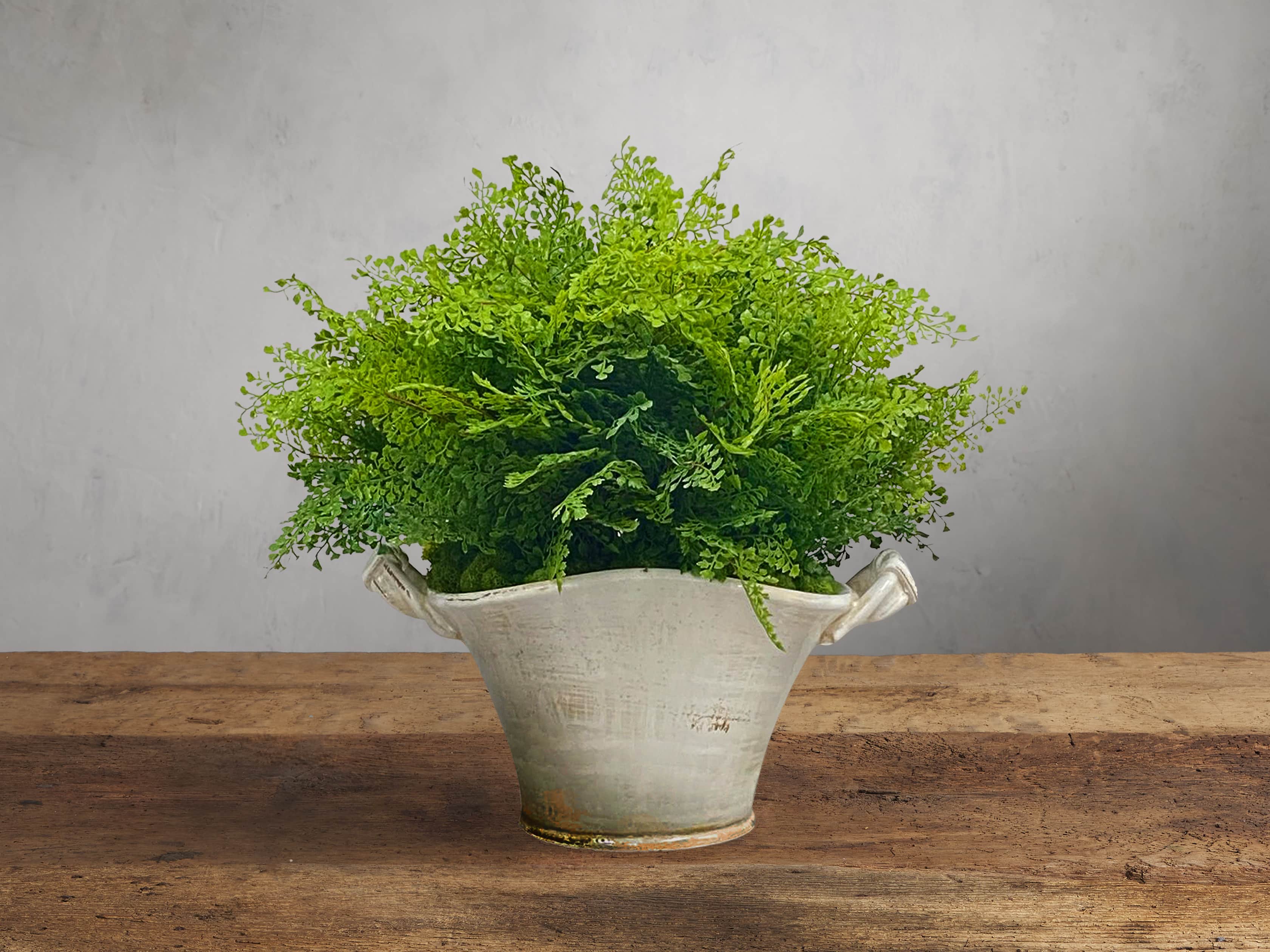 Faux Spring Fern in Planter, slide 1 of 1
