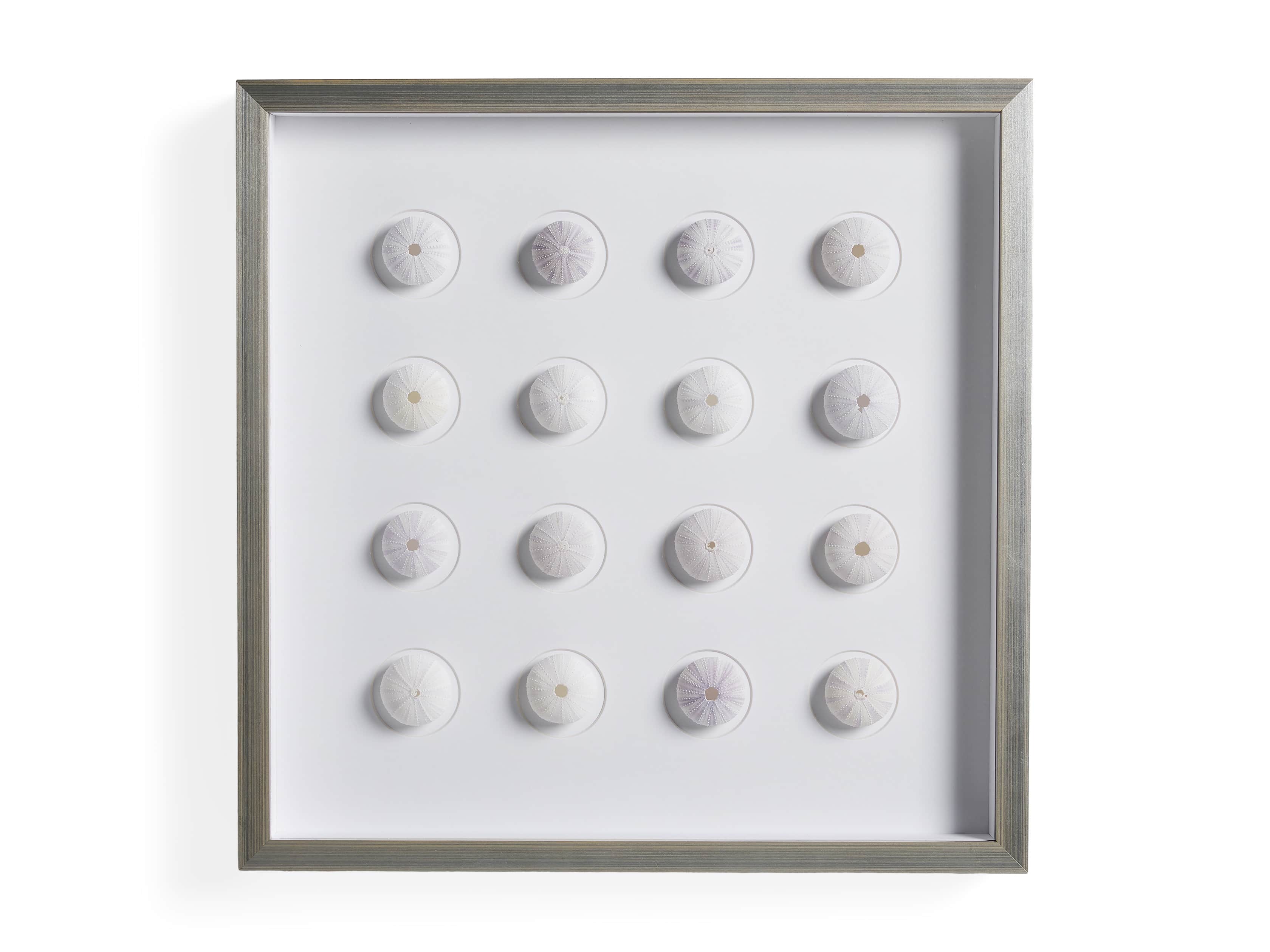Urchins I Framed Print, slide 5 of 5