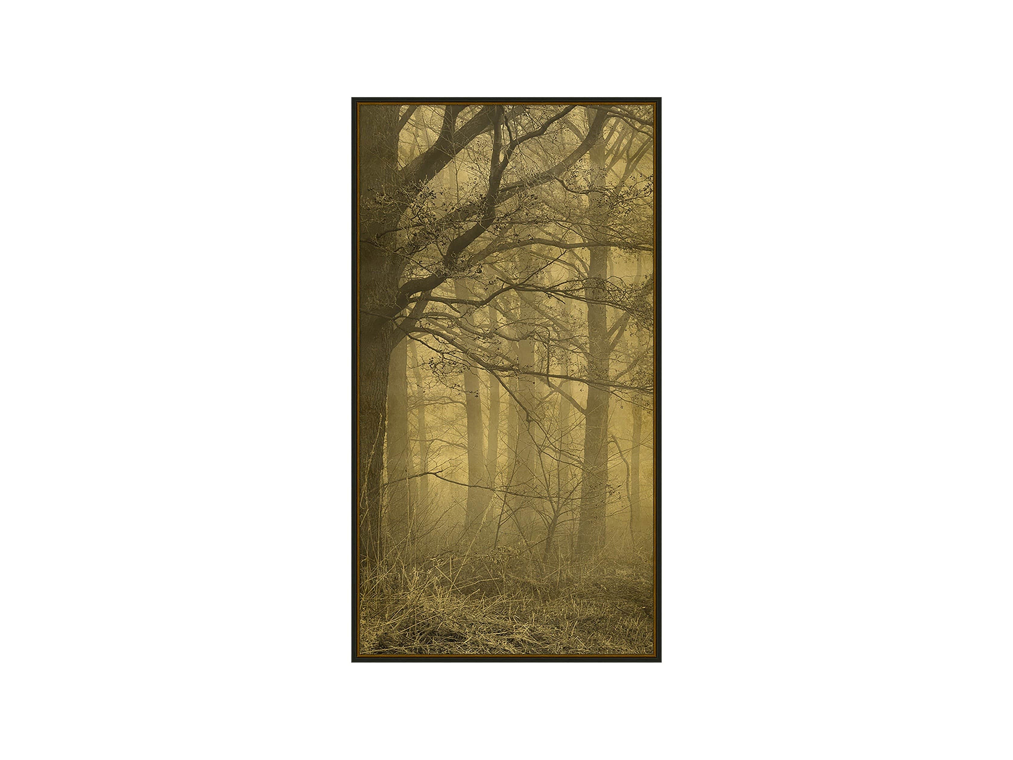 Gold Leaf Forest 16" X 30" Print 1