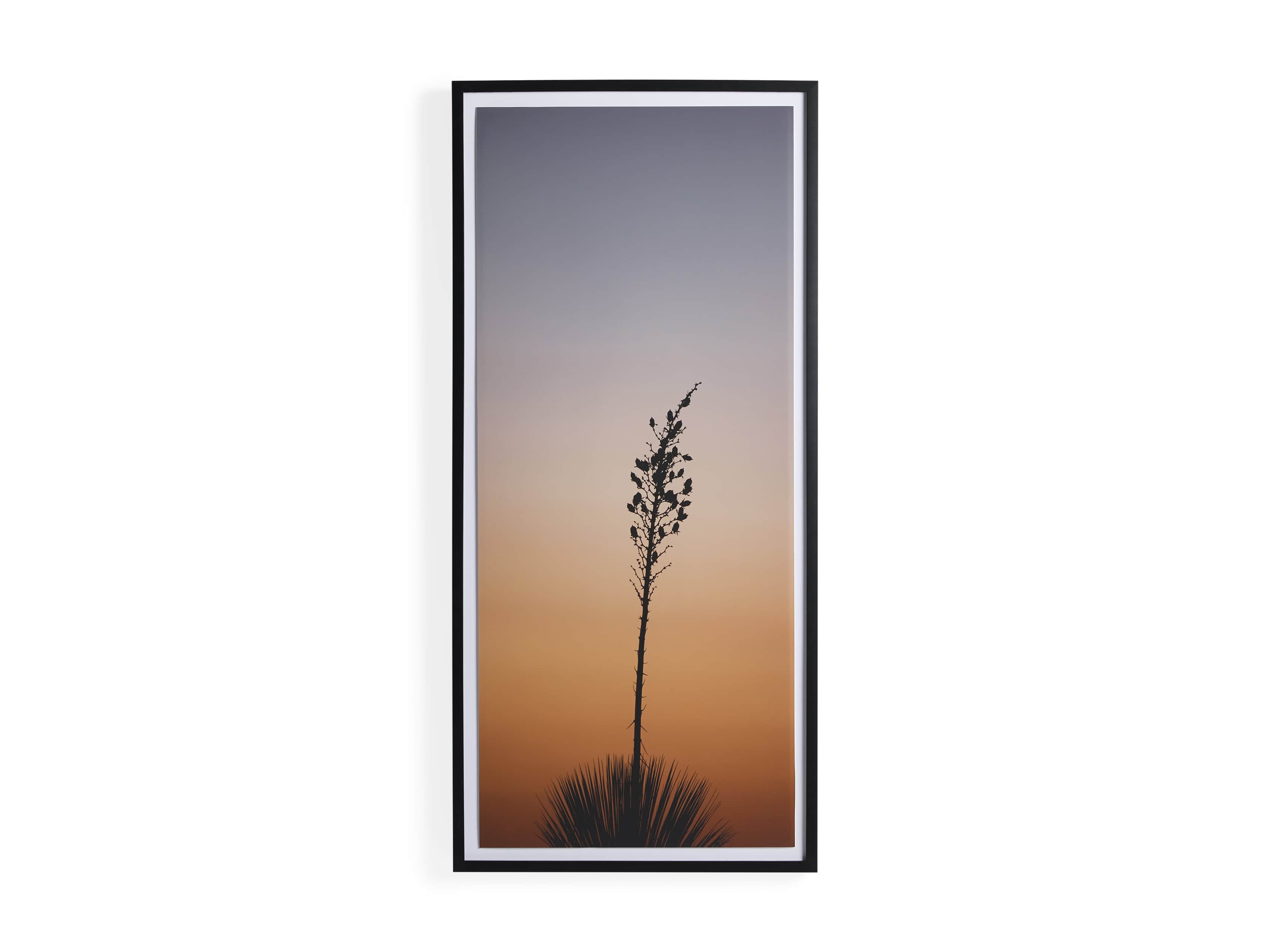 Yucca Framed Print, slide 4 of 4