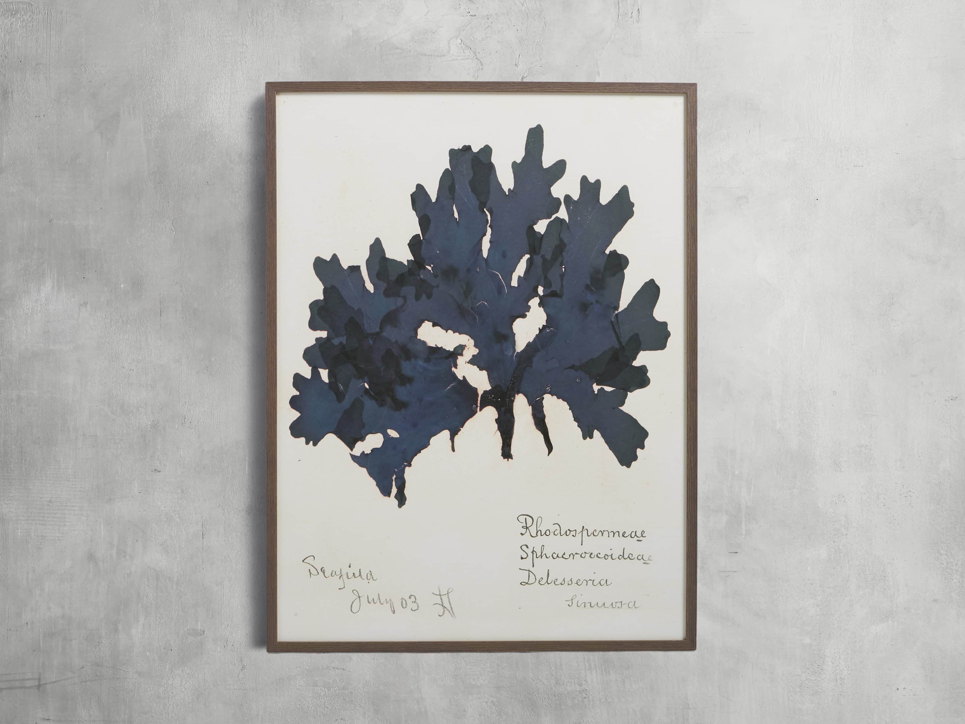 32" Blue Seaweed Framed Print I, slide 1 of 5