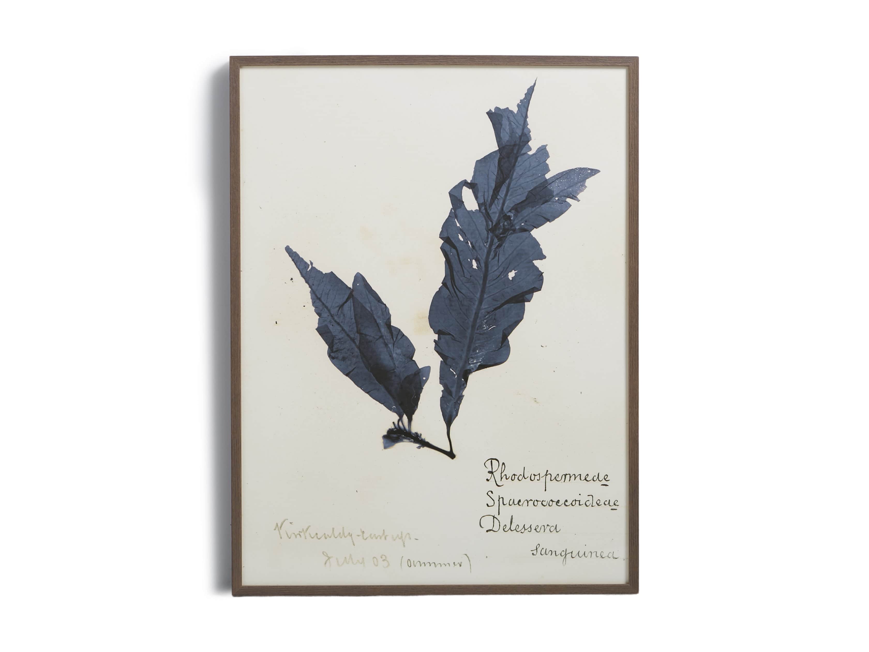 32" Blue Seaweed Framed Print II, slide 5 of 5