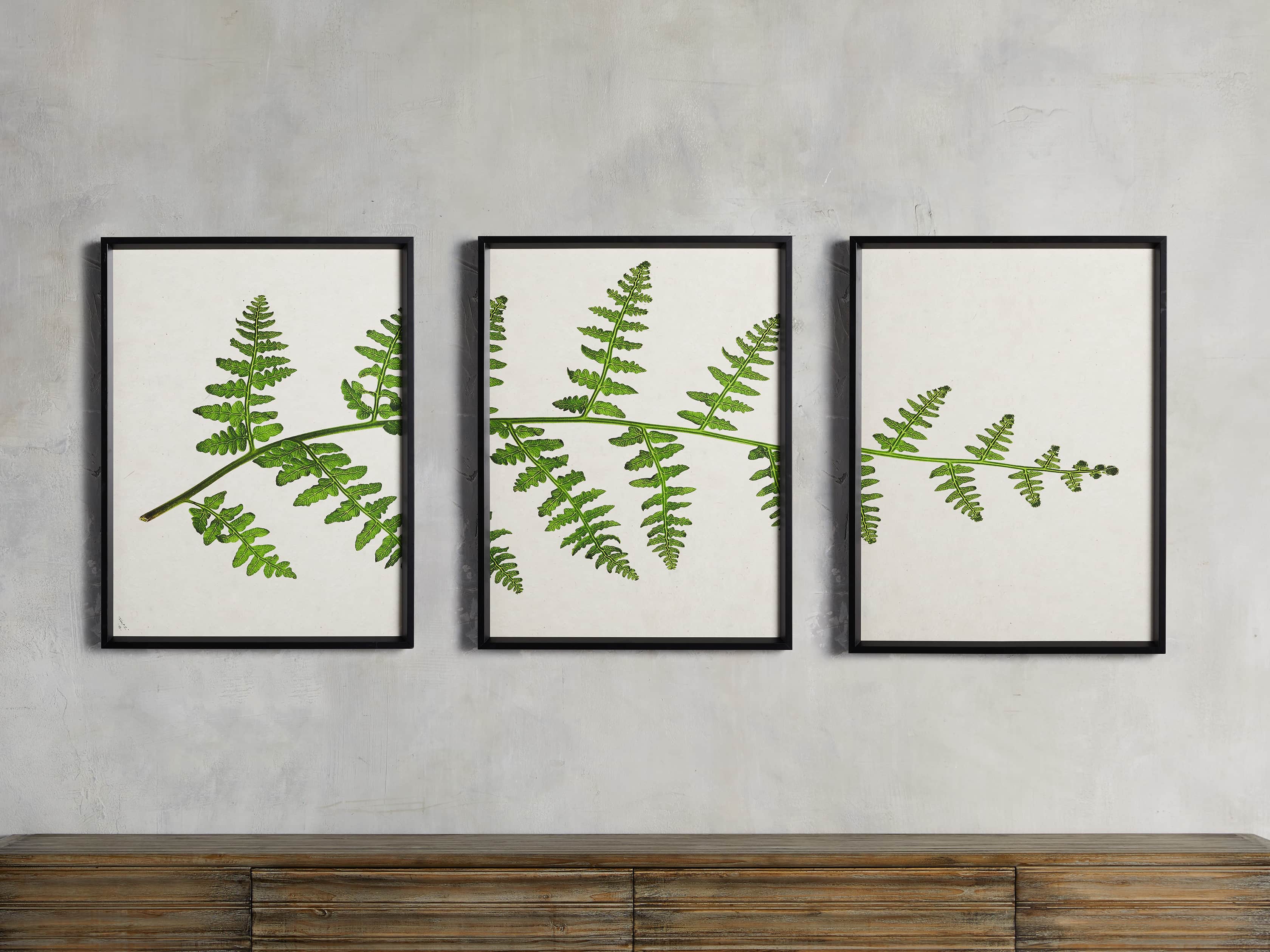 Fern Triptych Print, slide 1 of 4