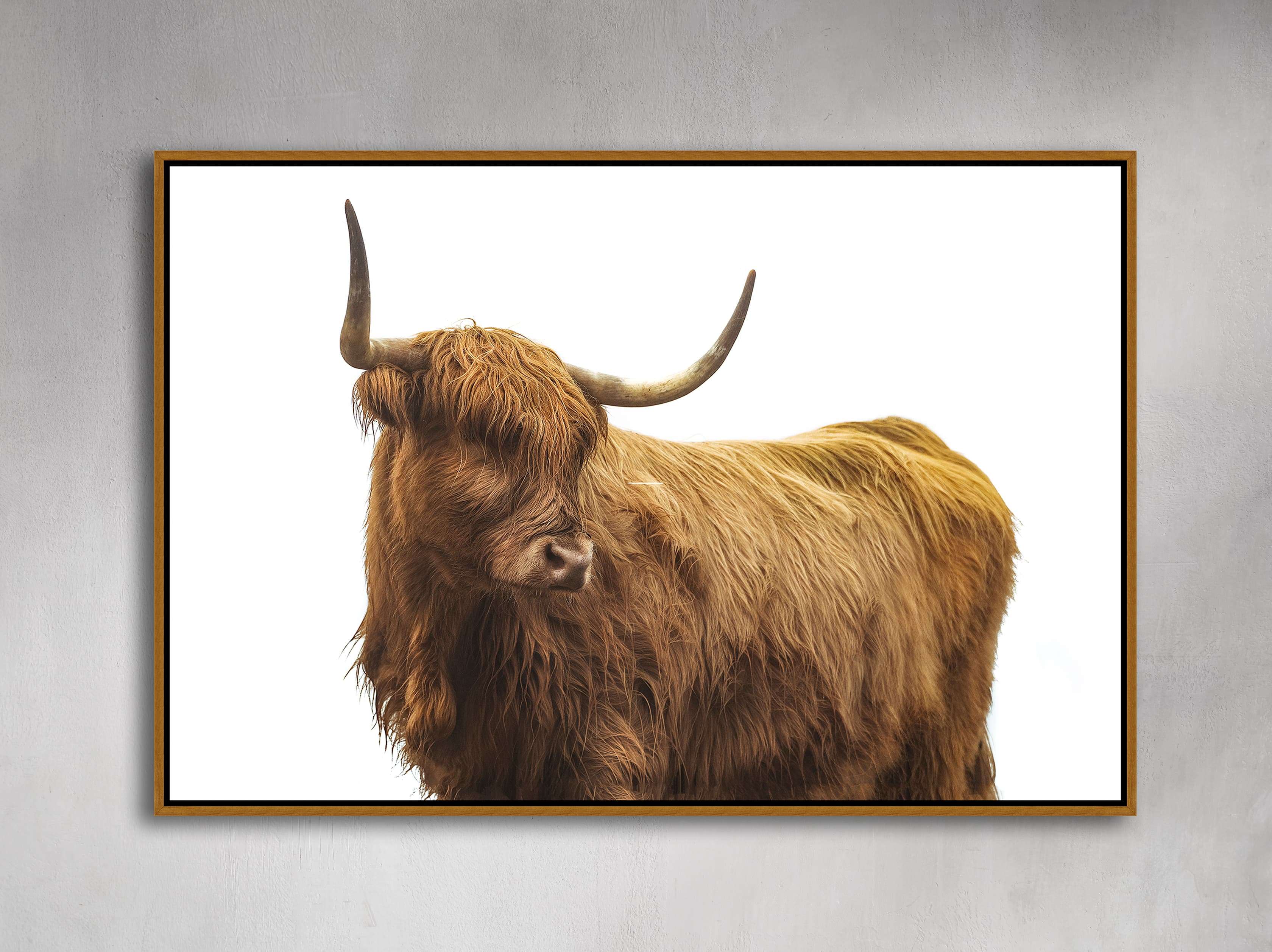 Longhorn at Enchanted Rock 16” x 20” Canvas Print