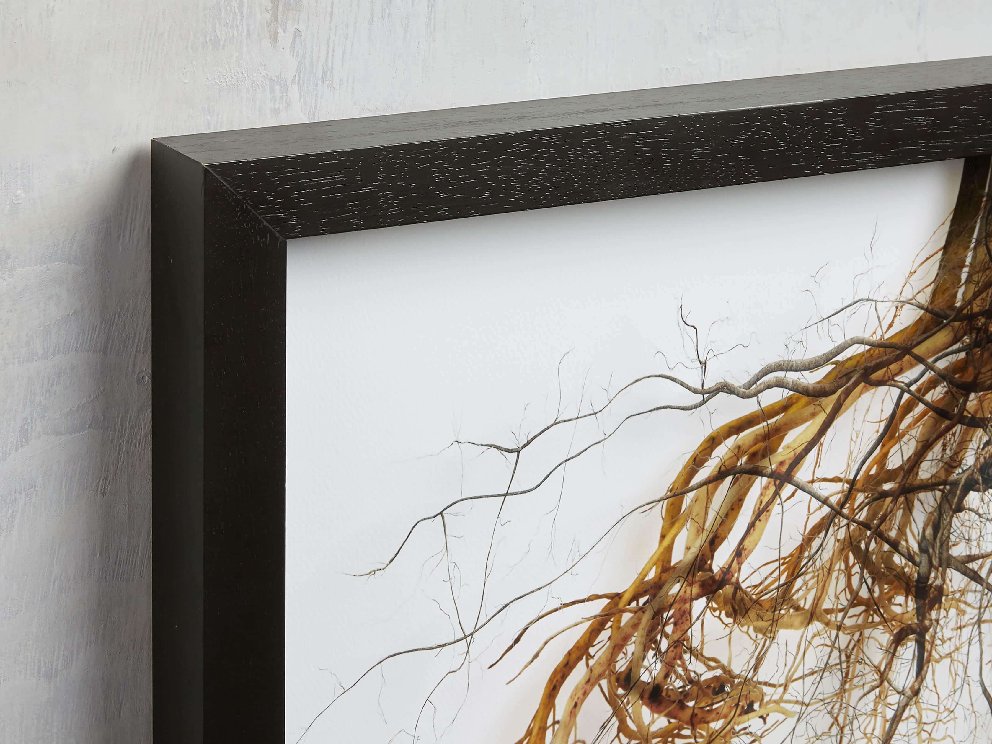 Roots Framed Print, slide 2 of 4