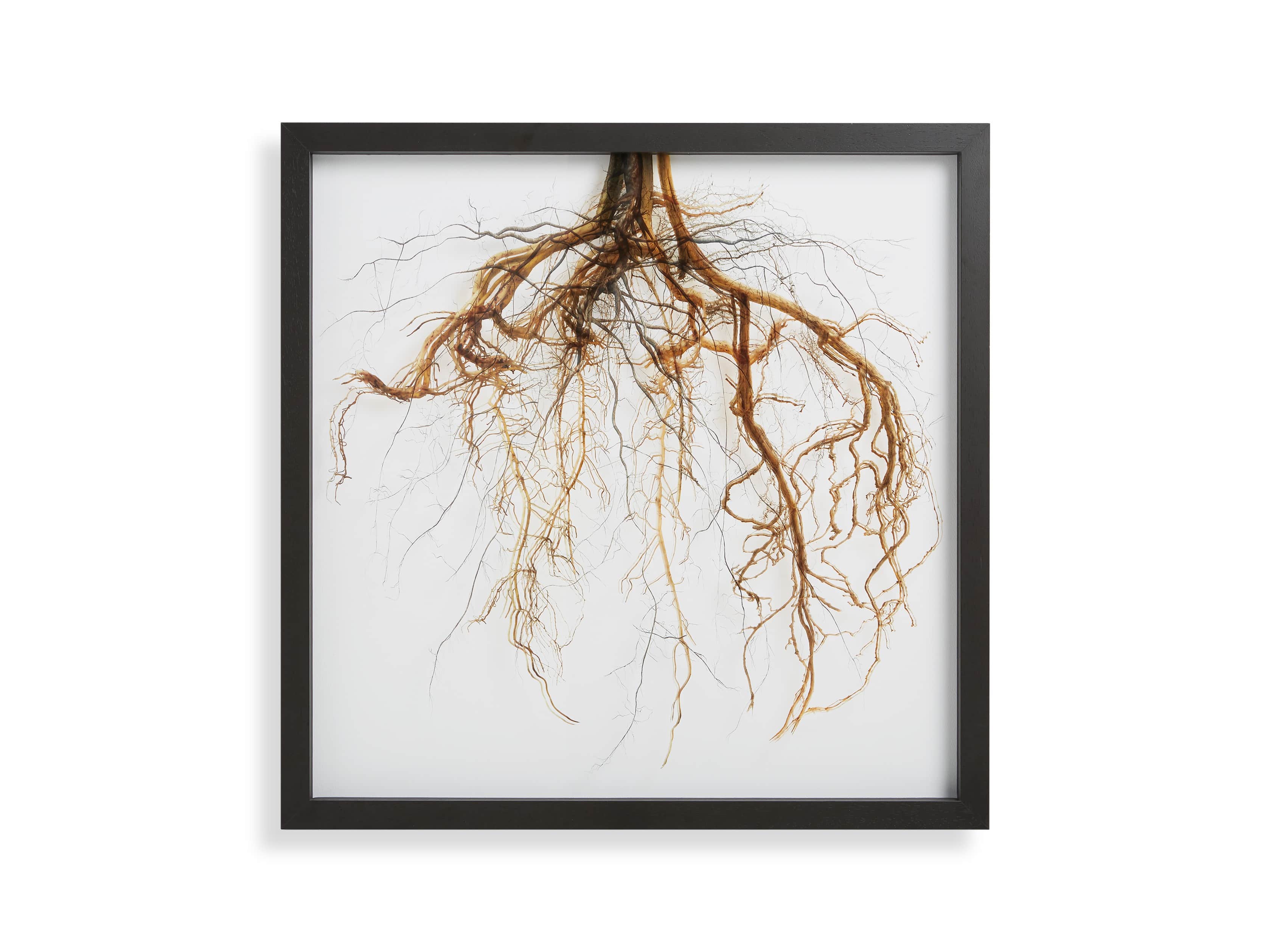 Roots Framed Print, slide 4 of 4